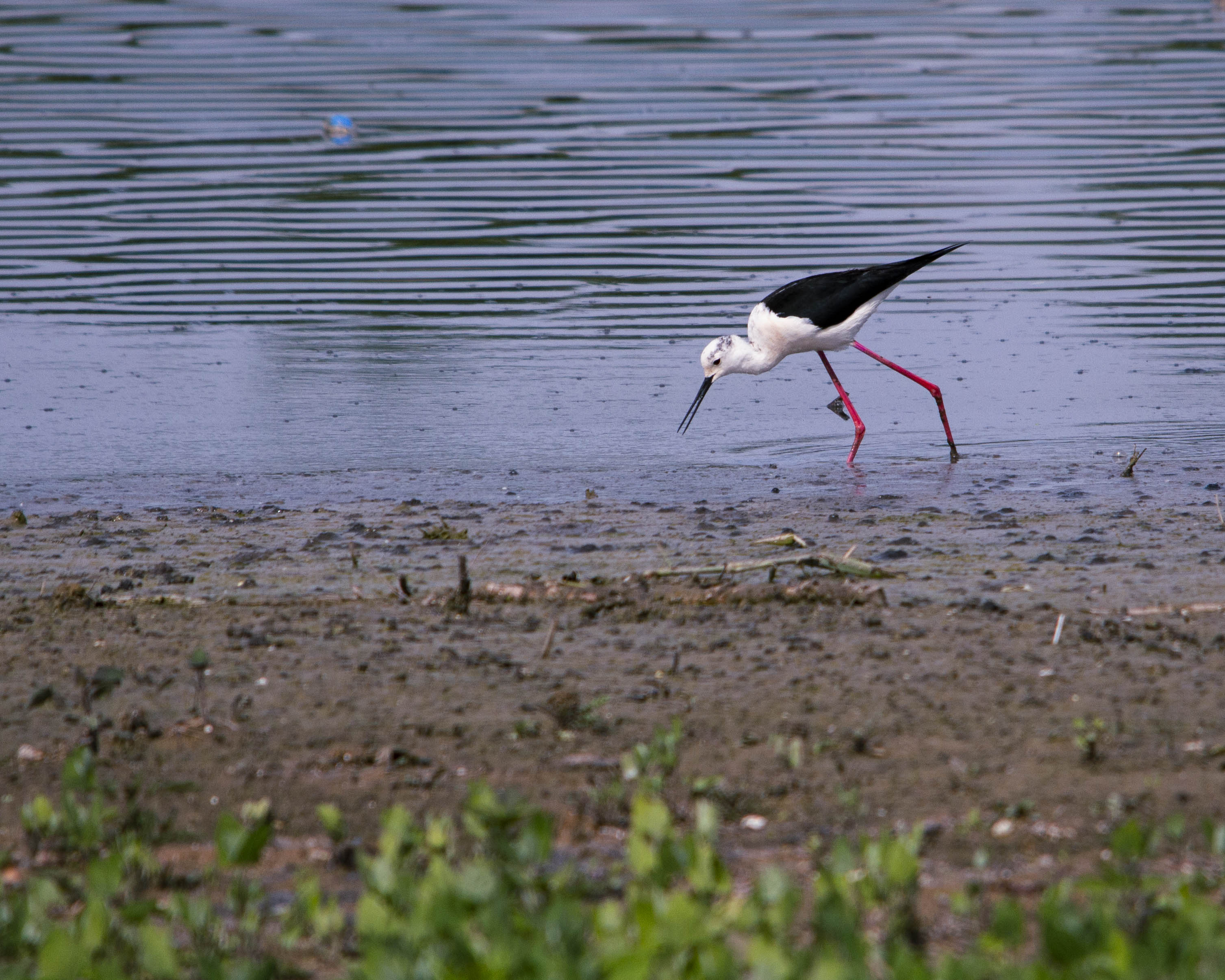 Black-winged Stilt