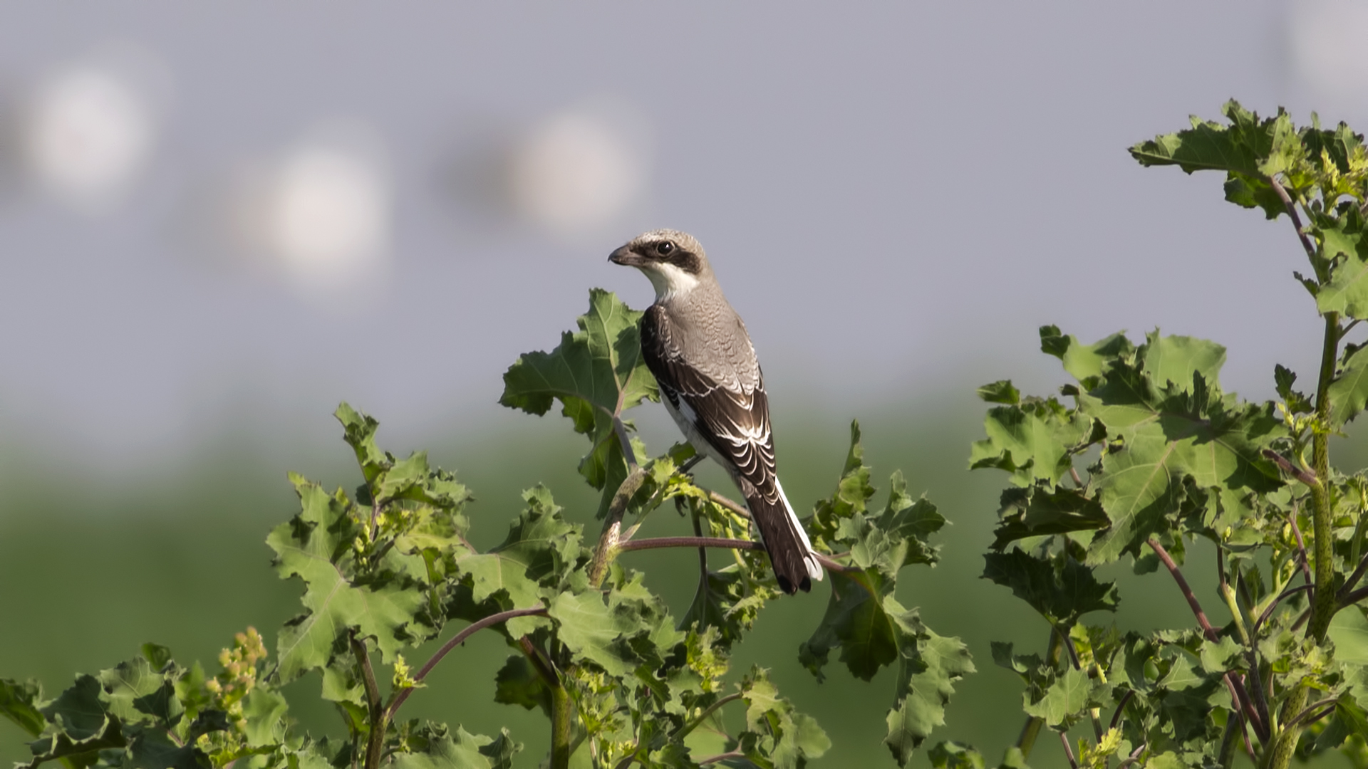 Lesser Gray Shrike