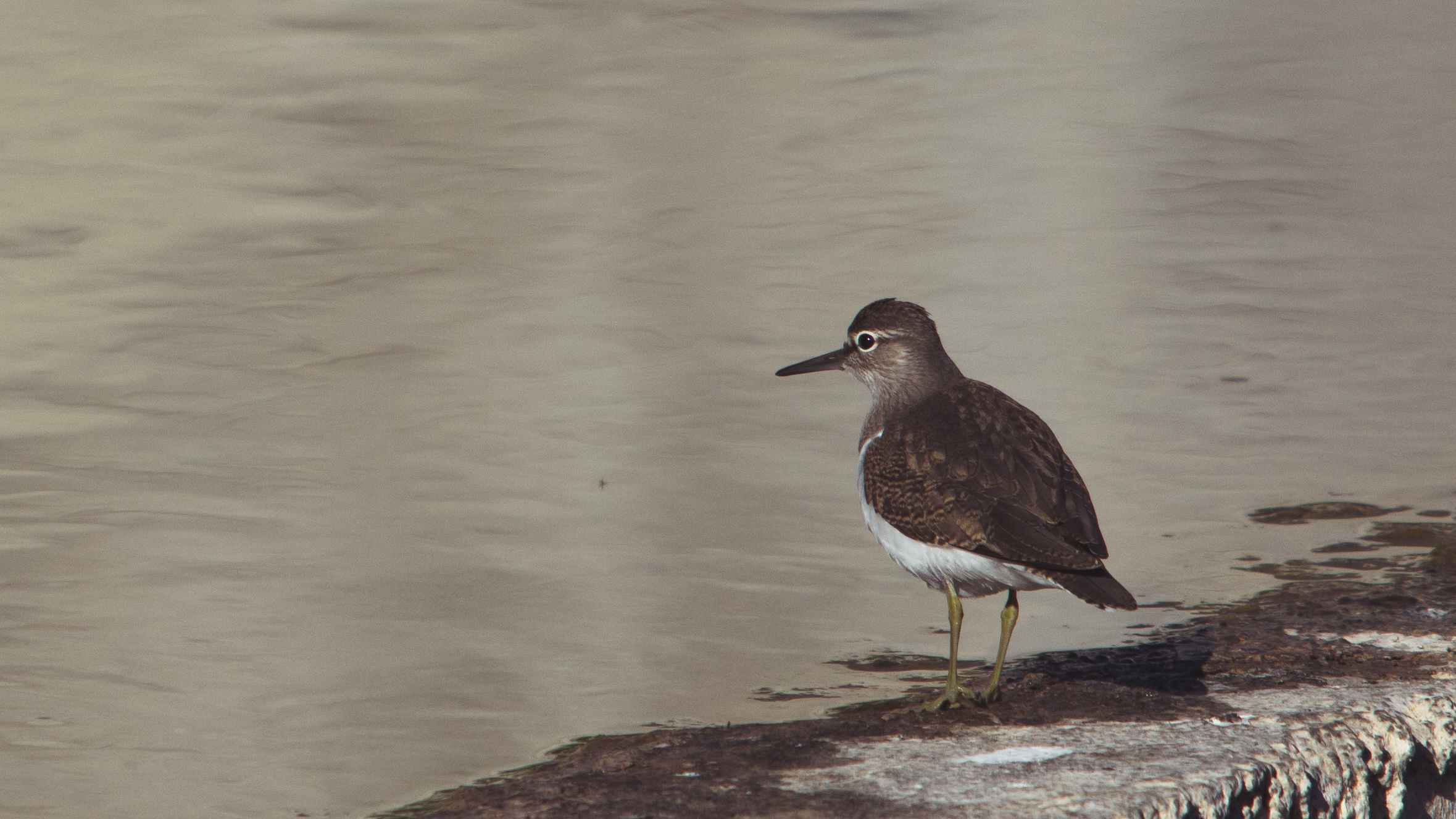 Common Sandpiper