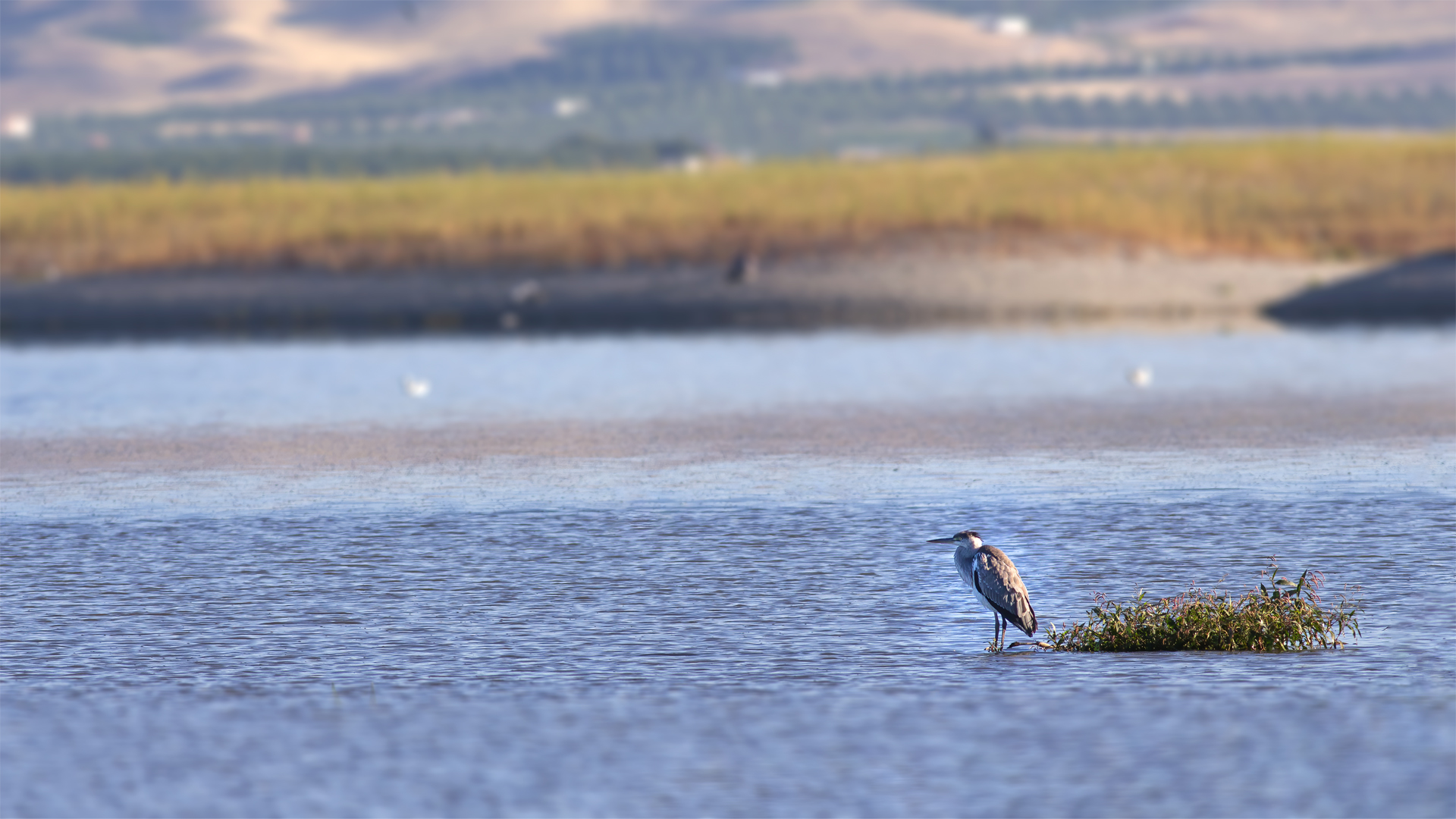 Gray Heron