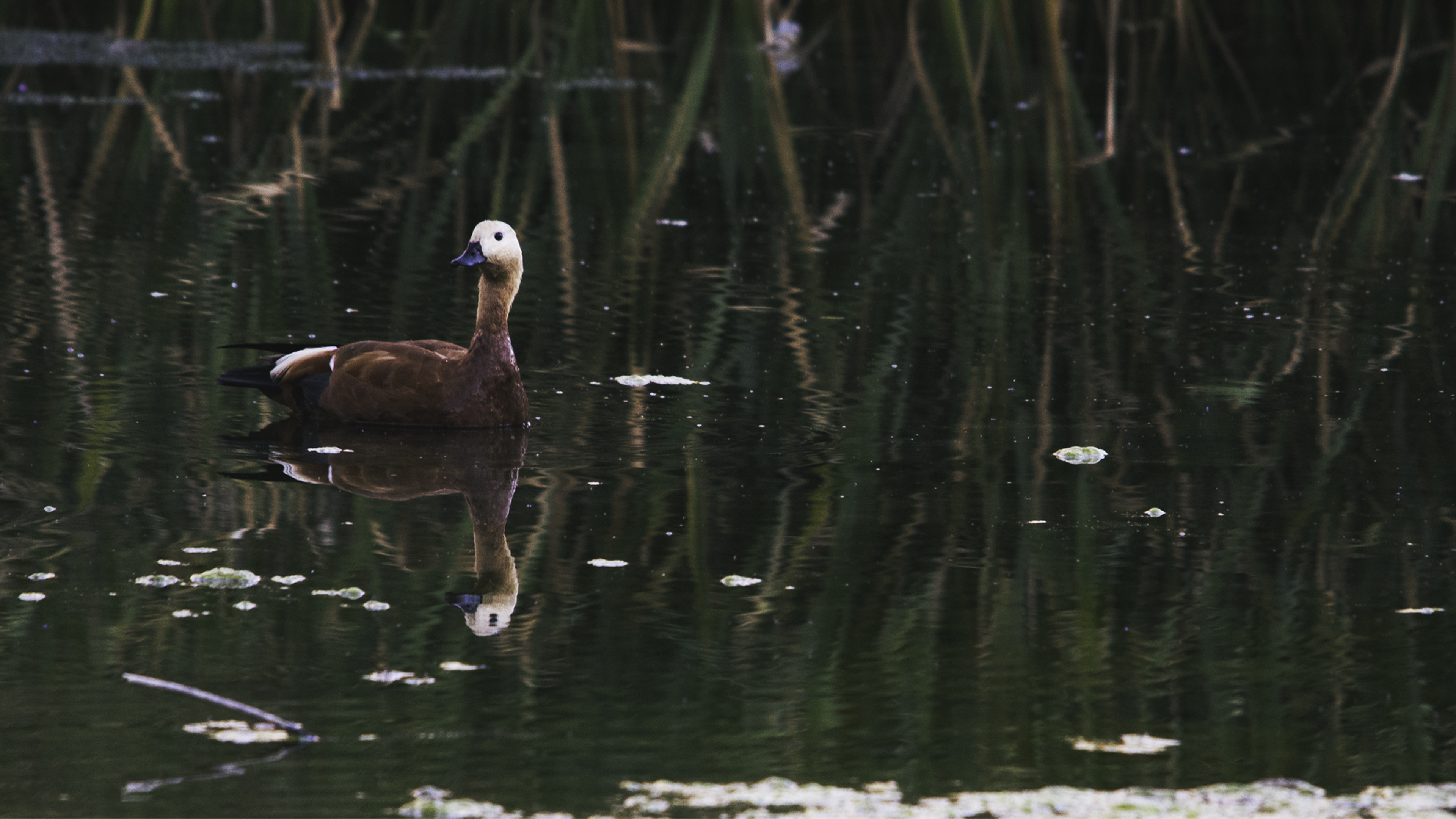 Ruddy Shelduck
