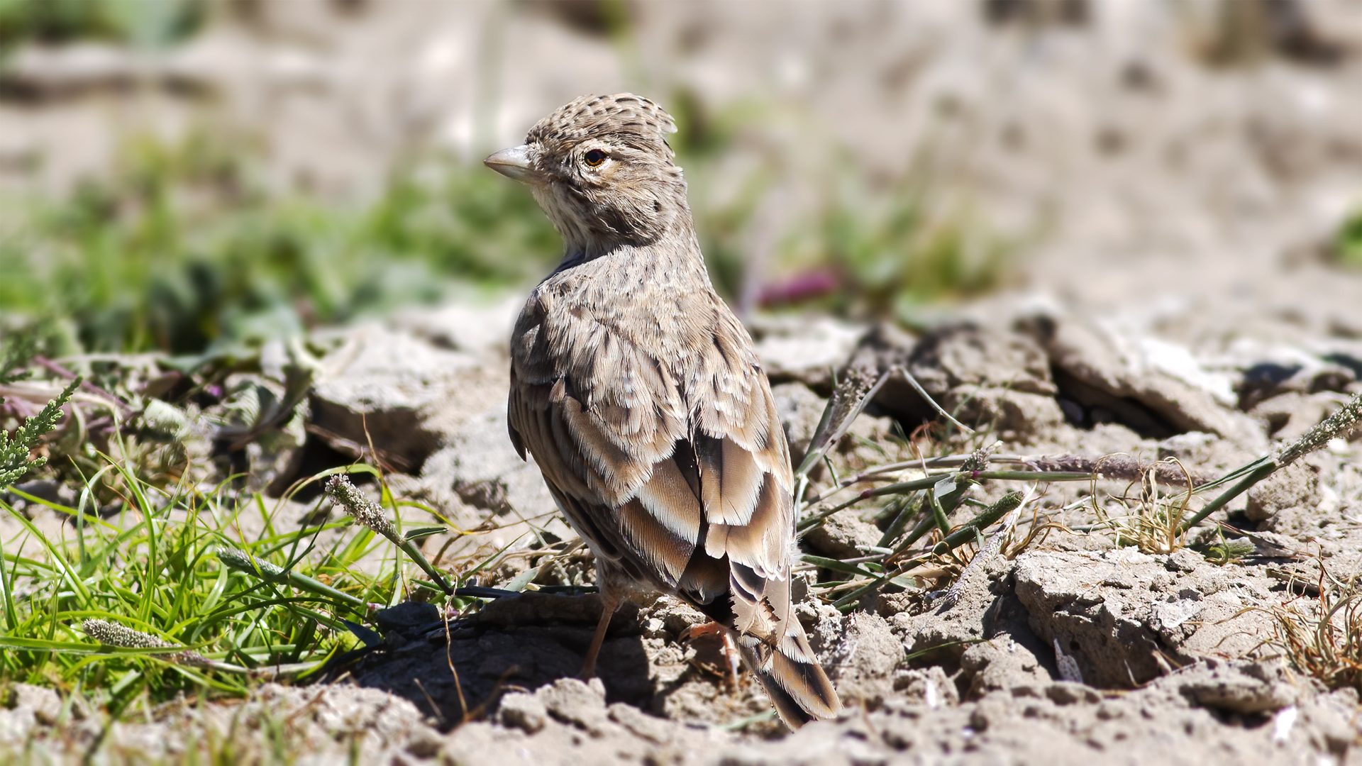 Lesser Short-toed Lark