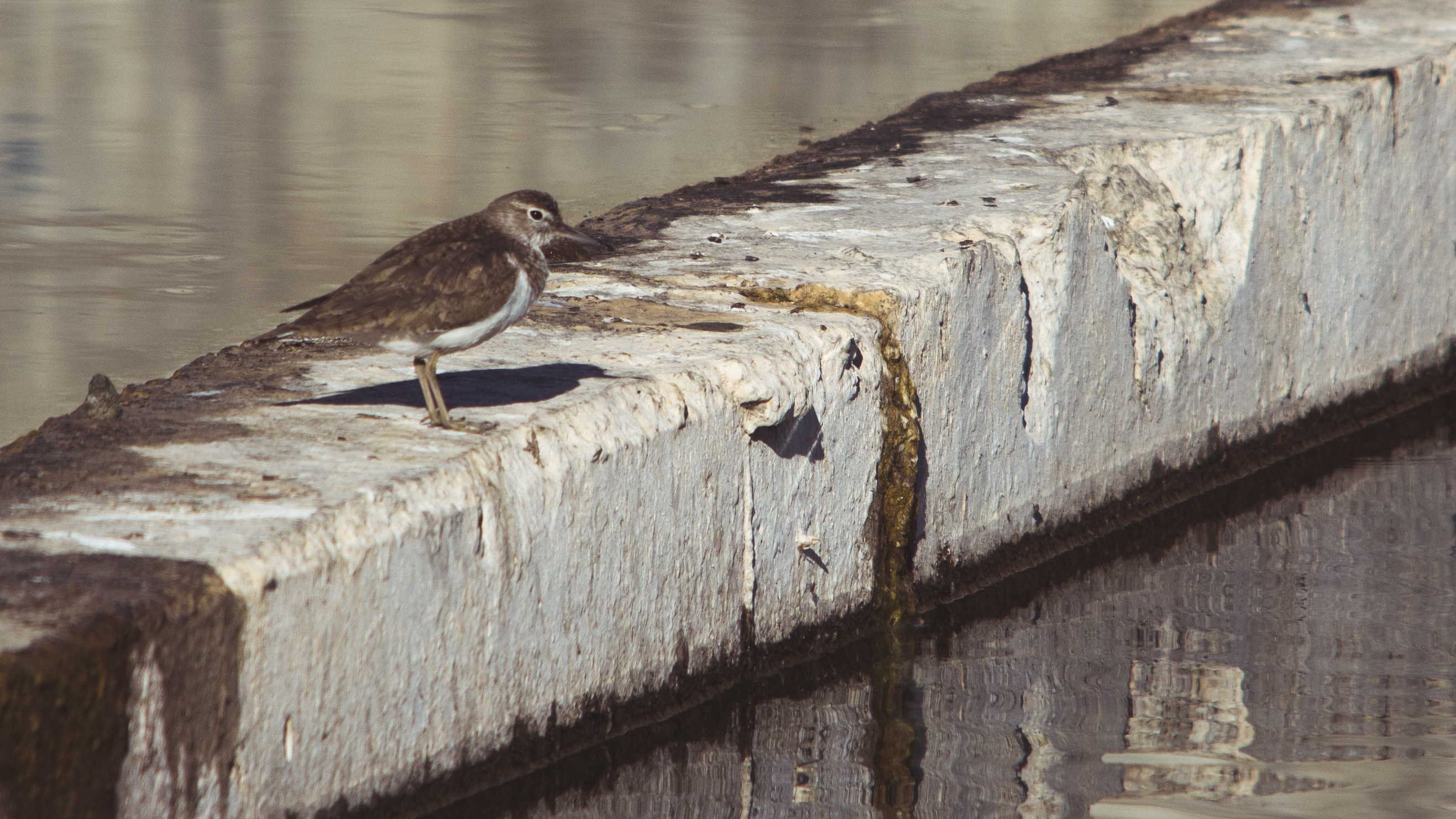 Common Sandpiper