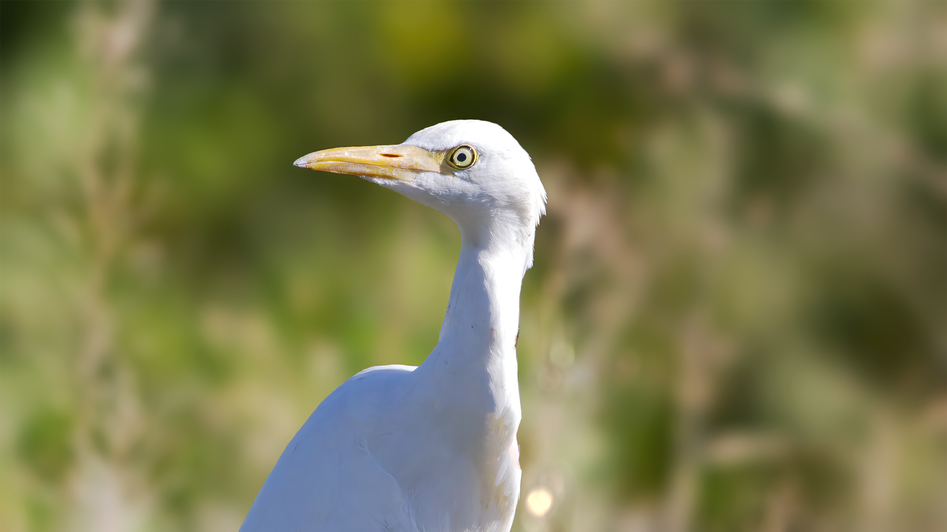 Cattle Egret