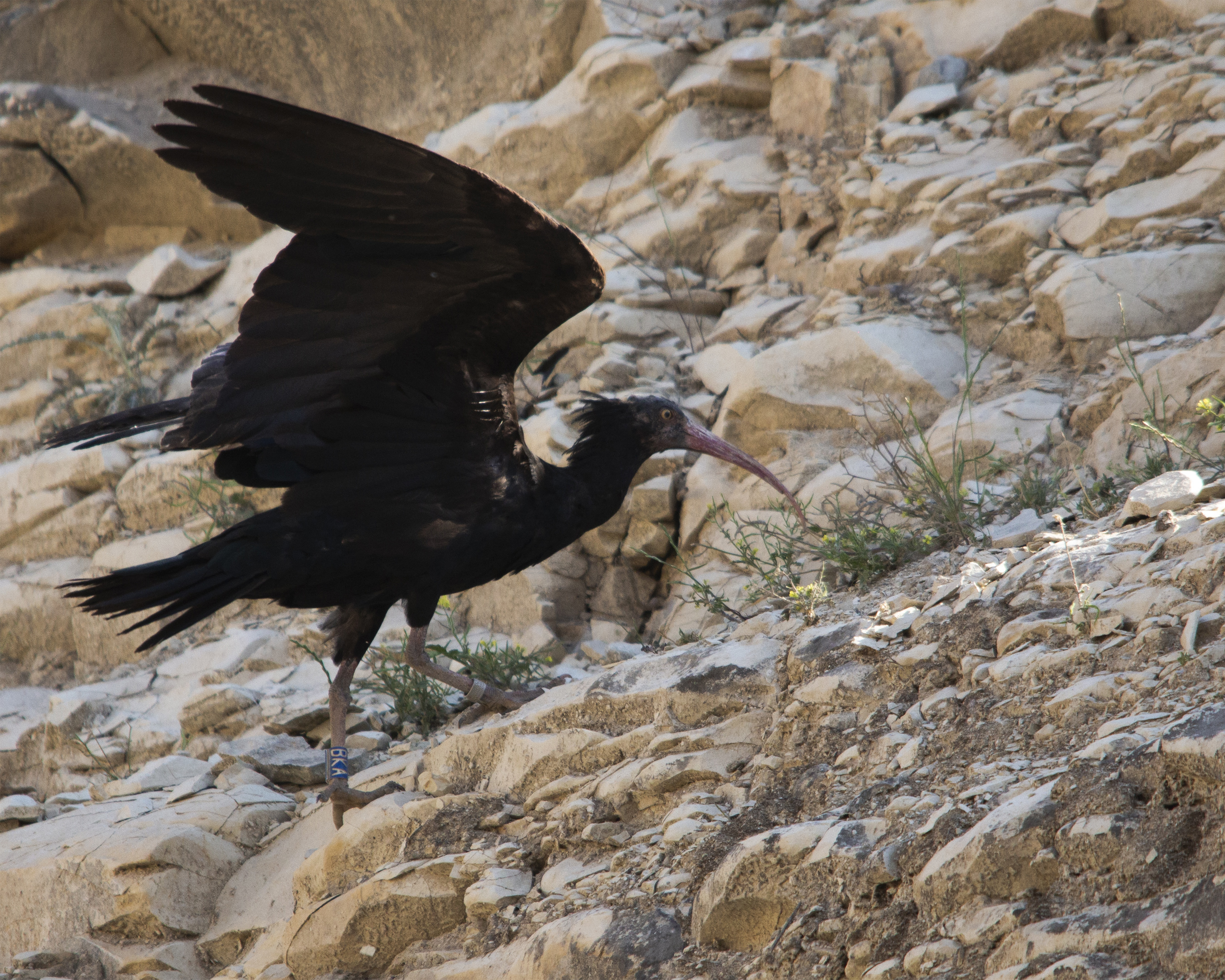 Northern Bald Ibis