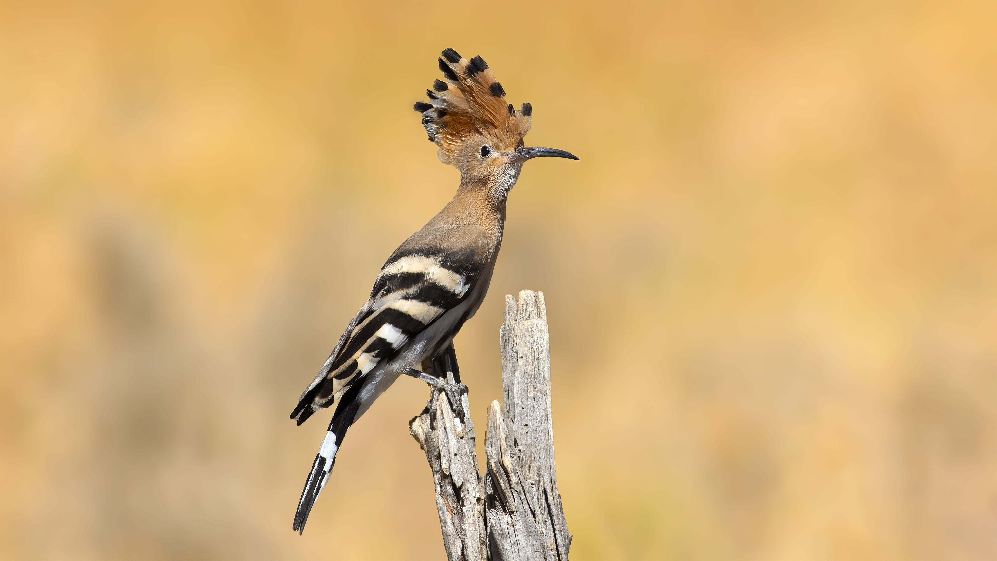 Eurasian Hoopoe