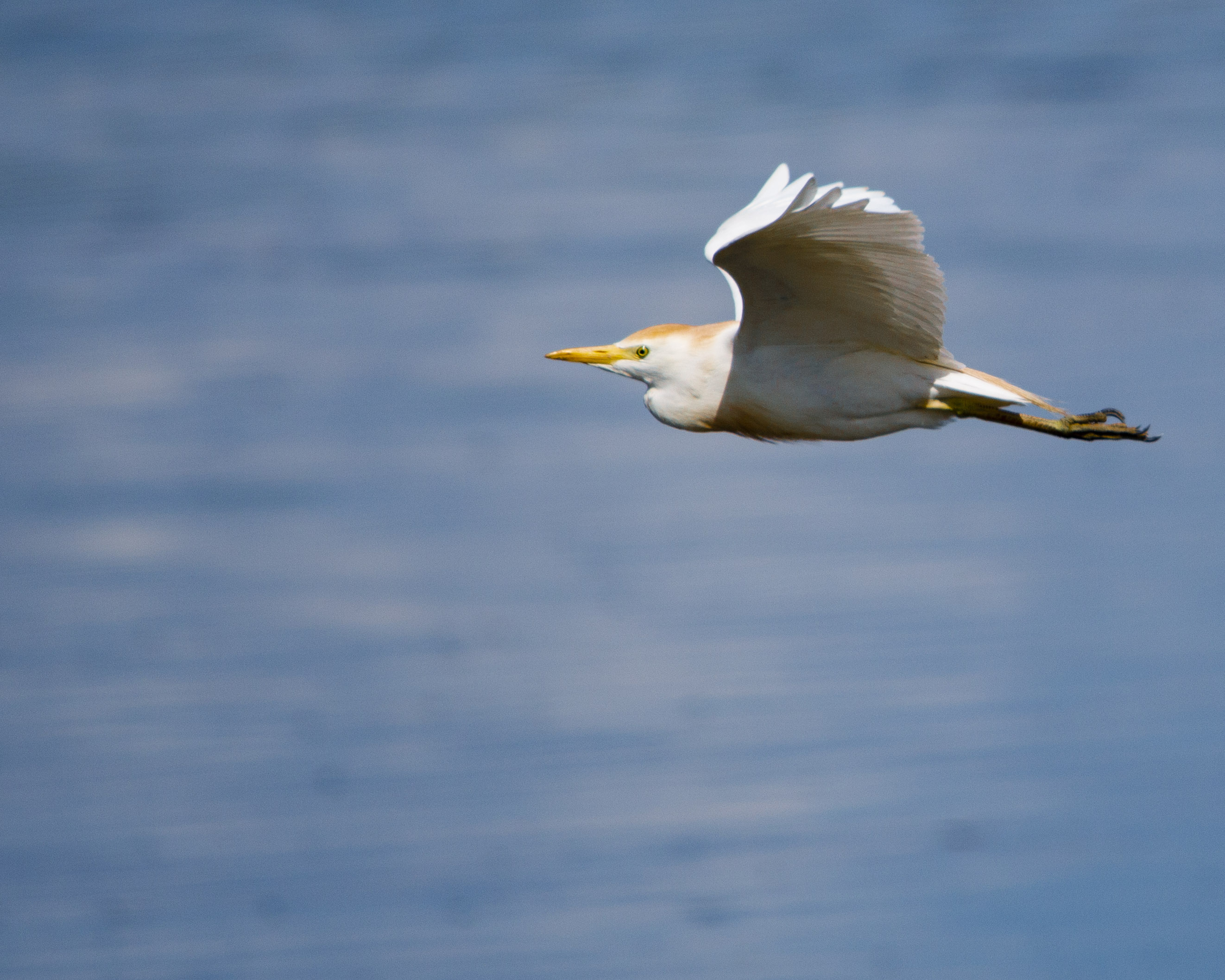 Cattle Egret