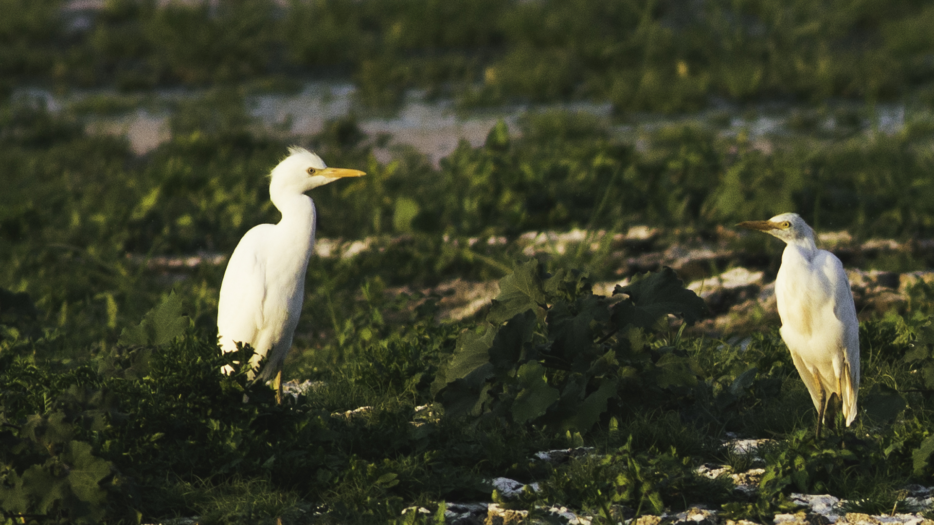 Cattle Egret