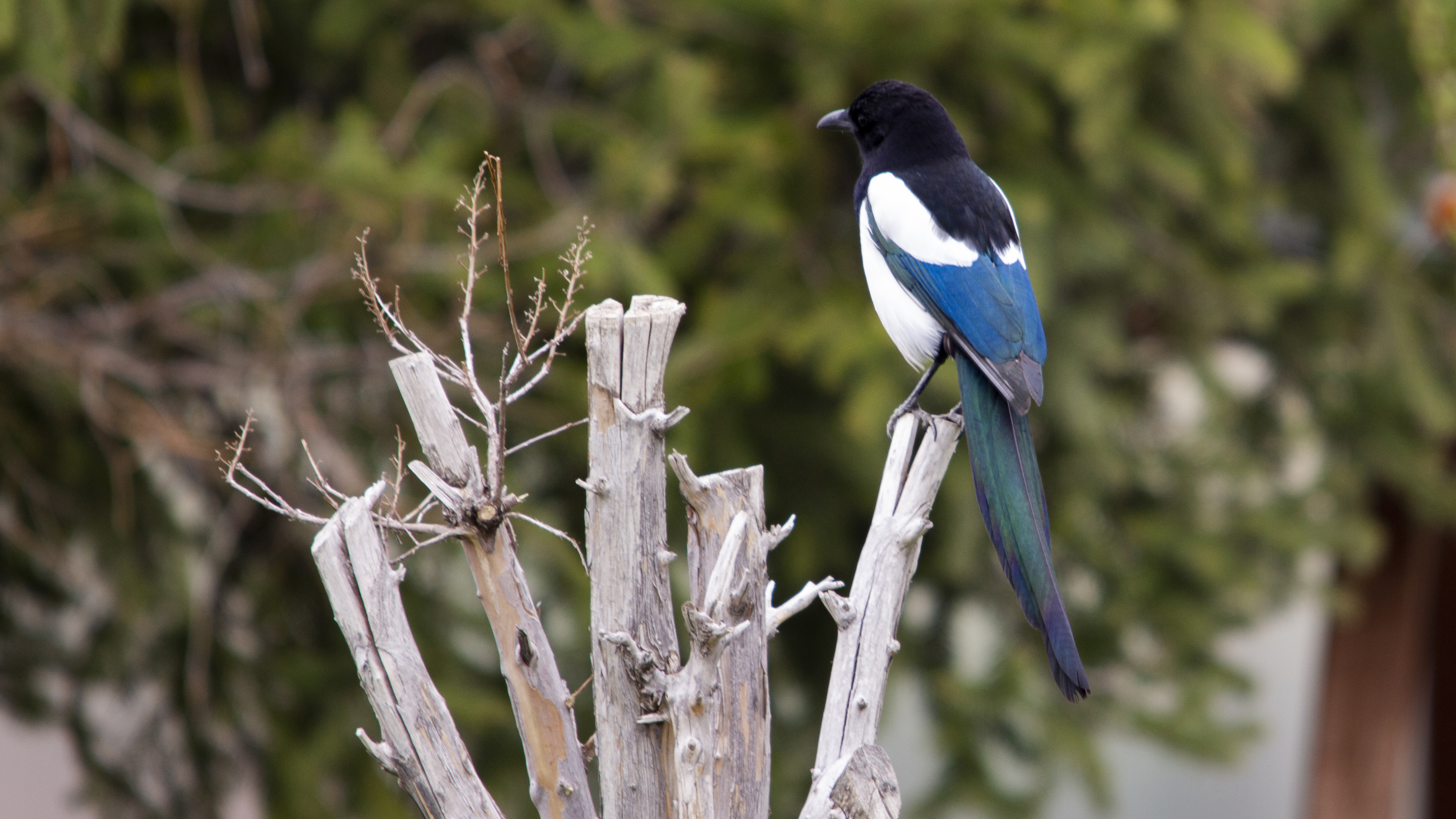 Eurasian Magpie