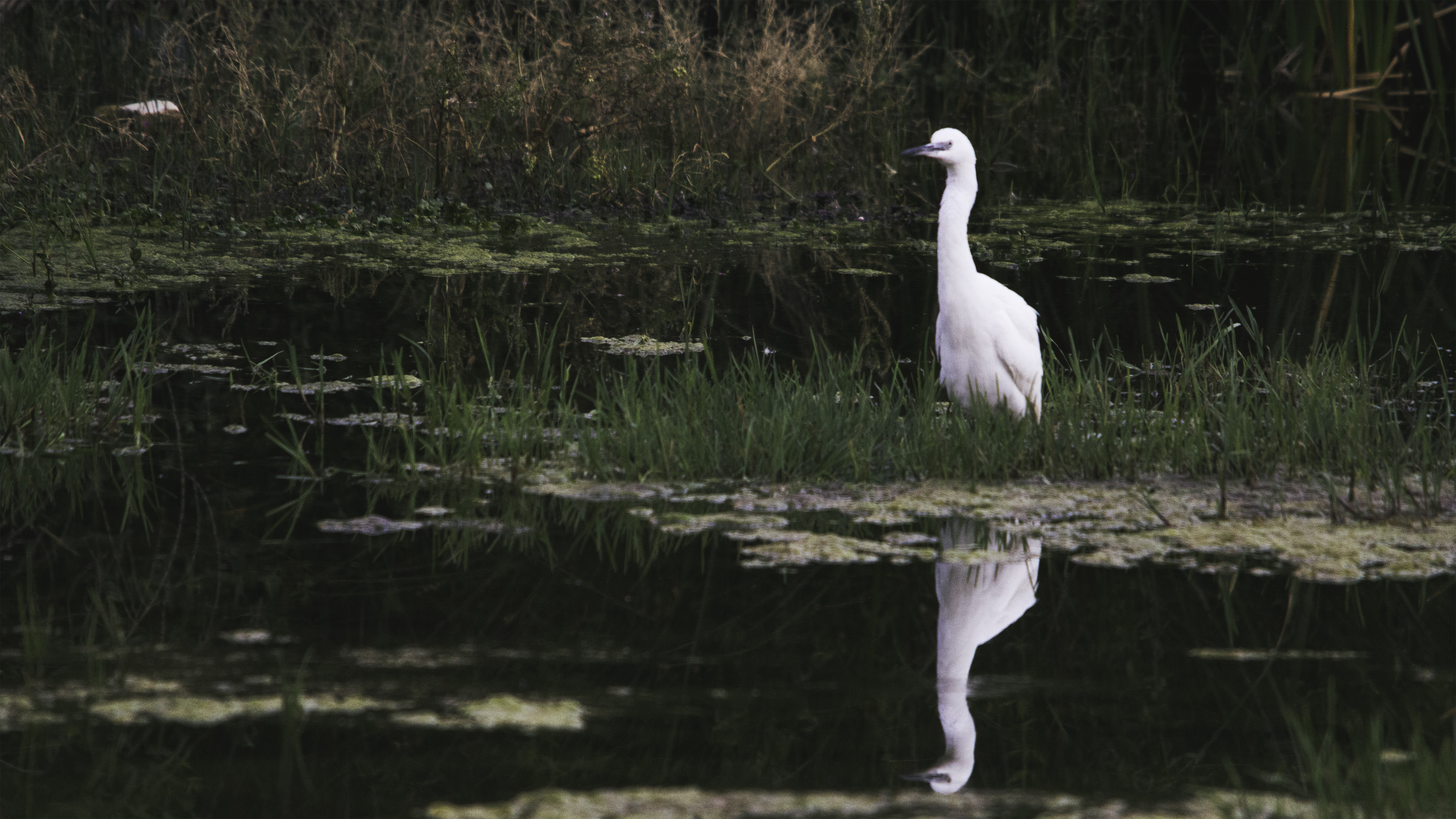 Little Egret