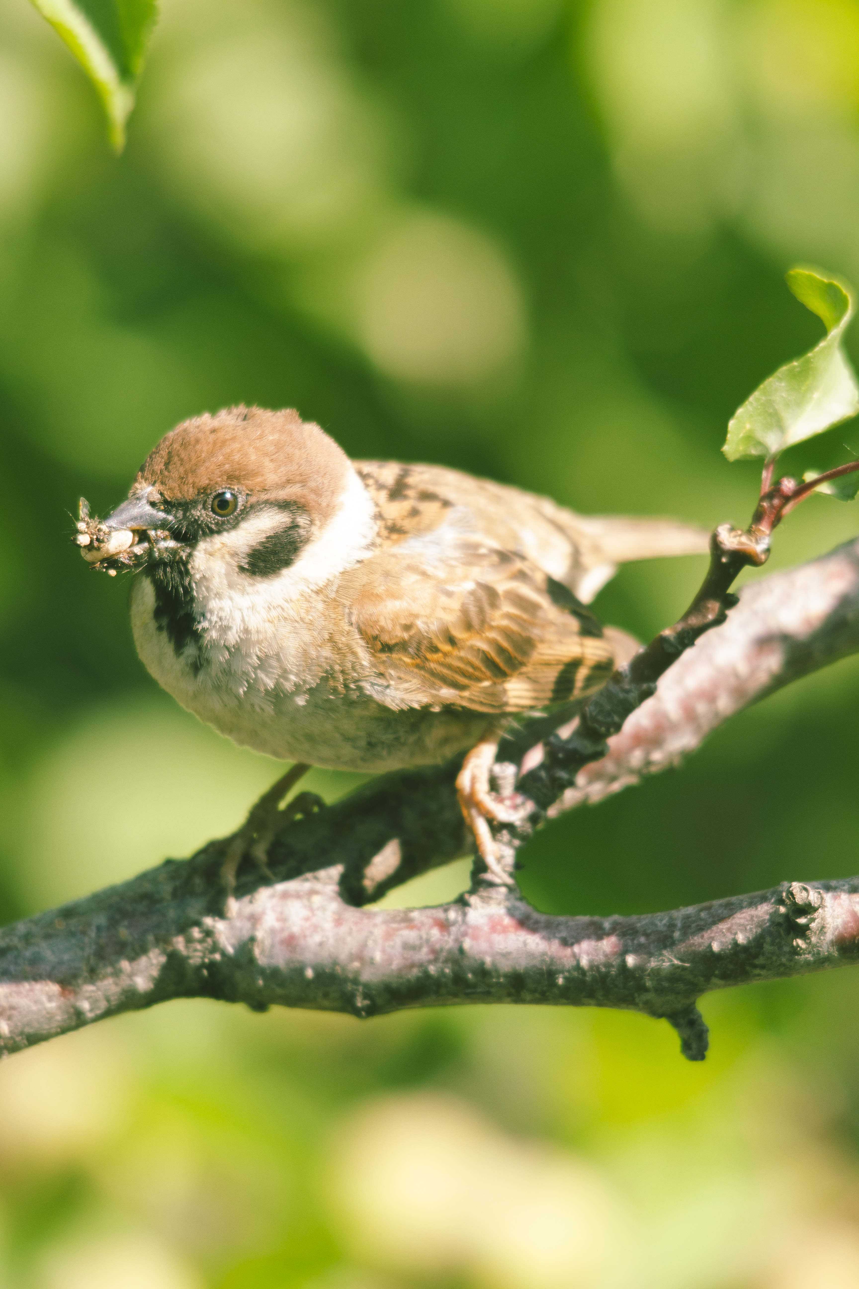 Eurasian Tree Sparrow