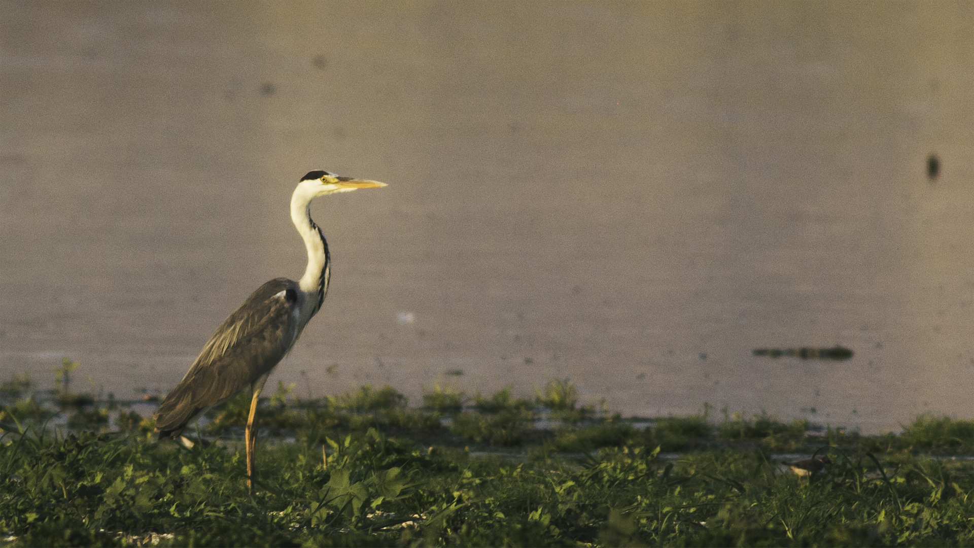 Gray Heron