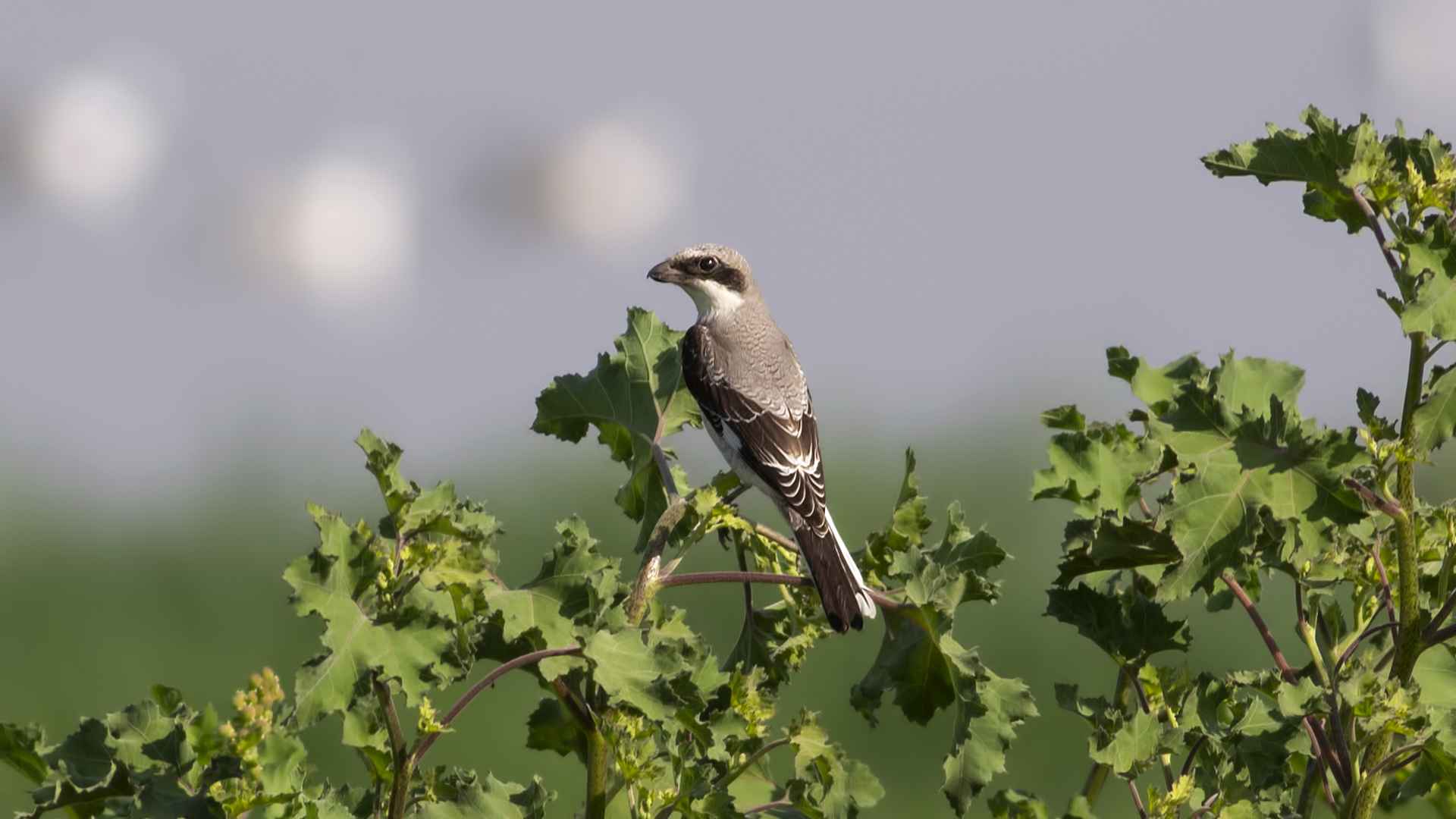 Lesser Gray Shrike