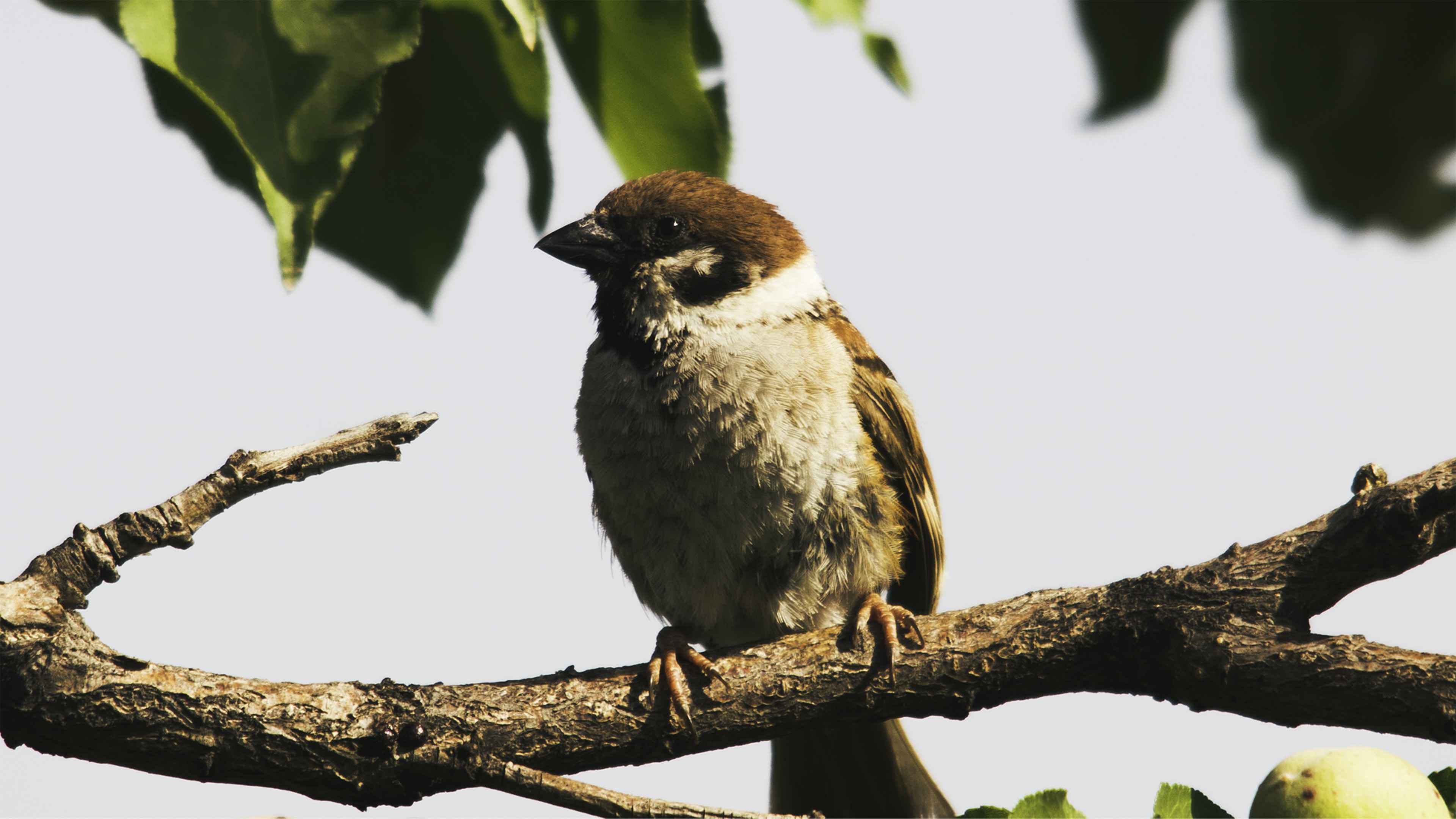 Eurasian Tree Sparrow