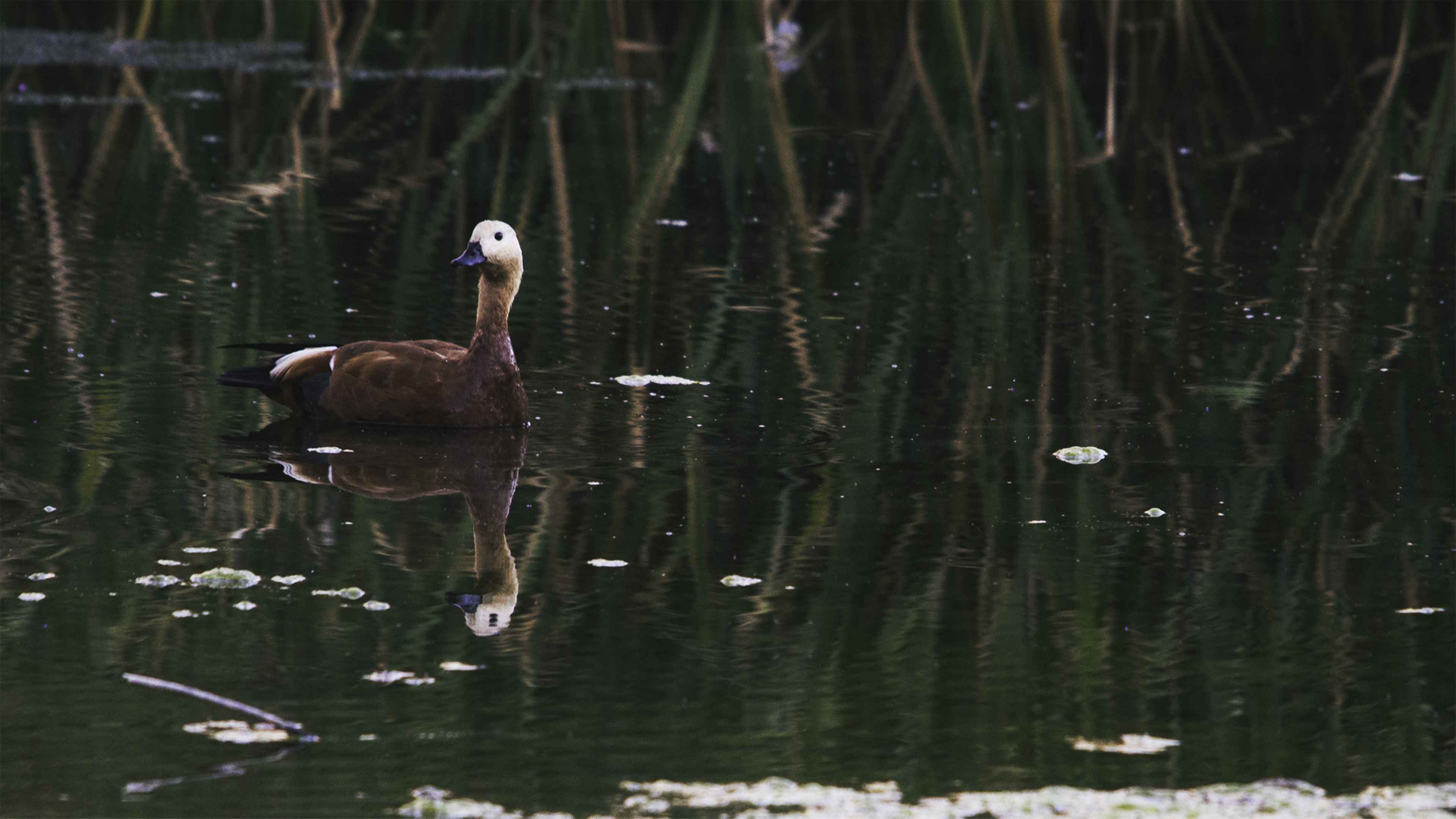 Ruddy Shelduck
