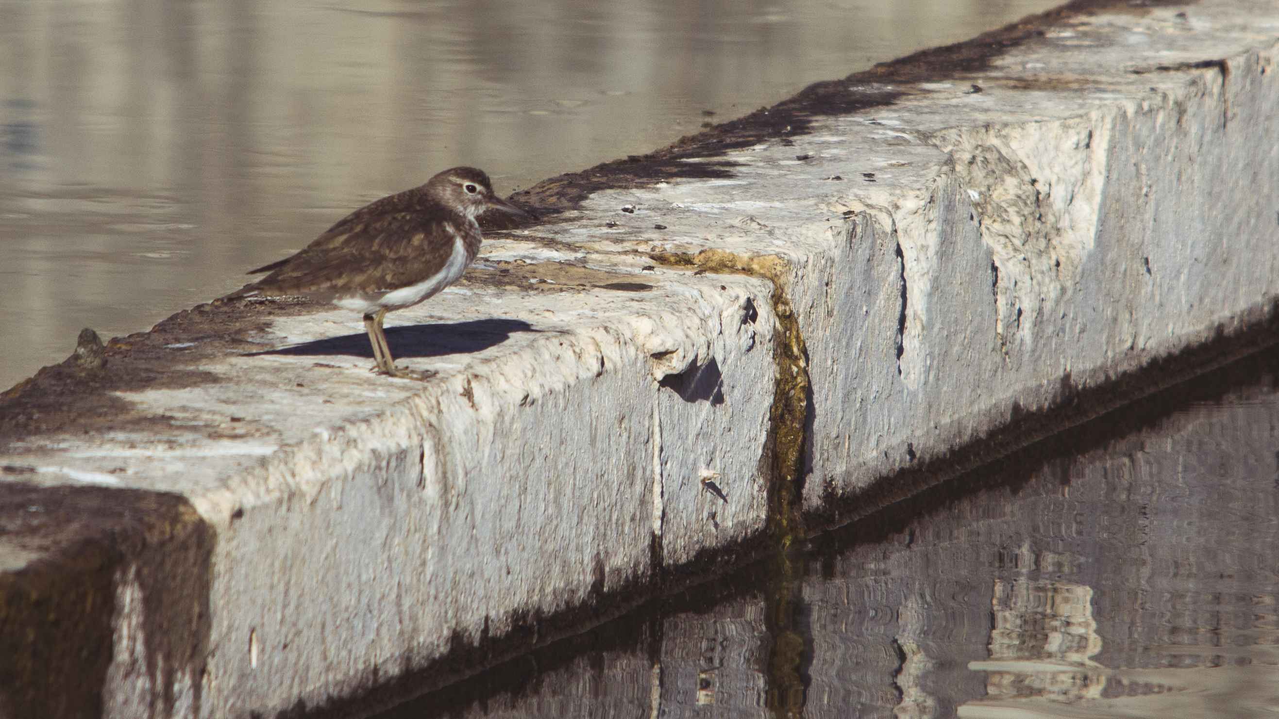 Common Sandpiper