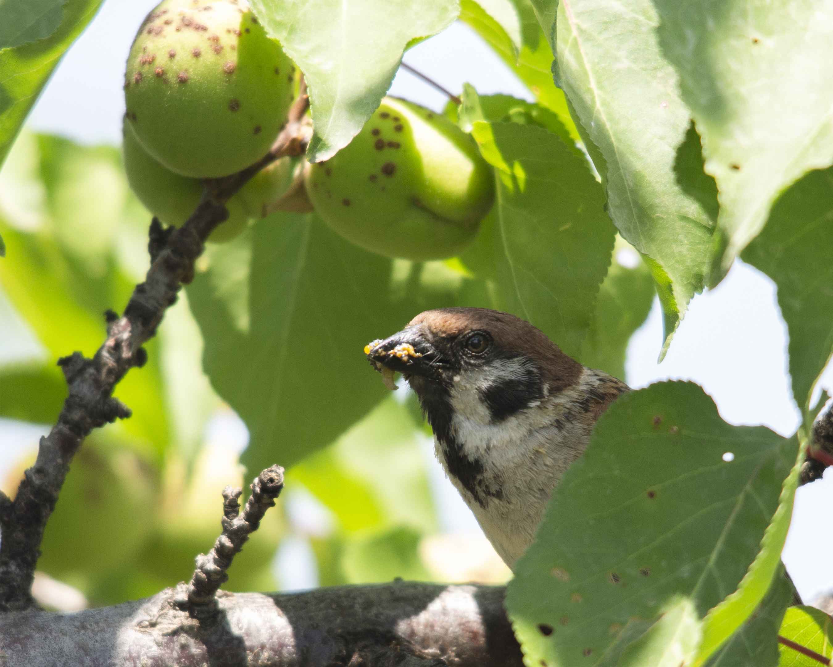 Eurasian Tree Sparrow