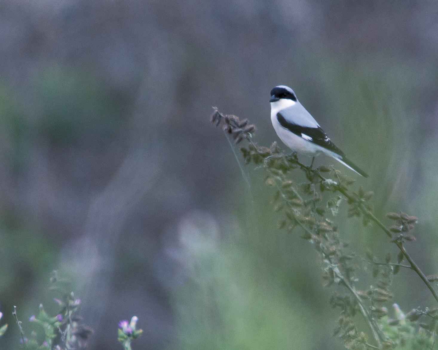 Lesser Gray Shrike