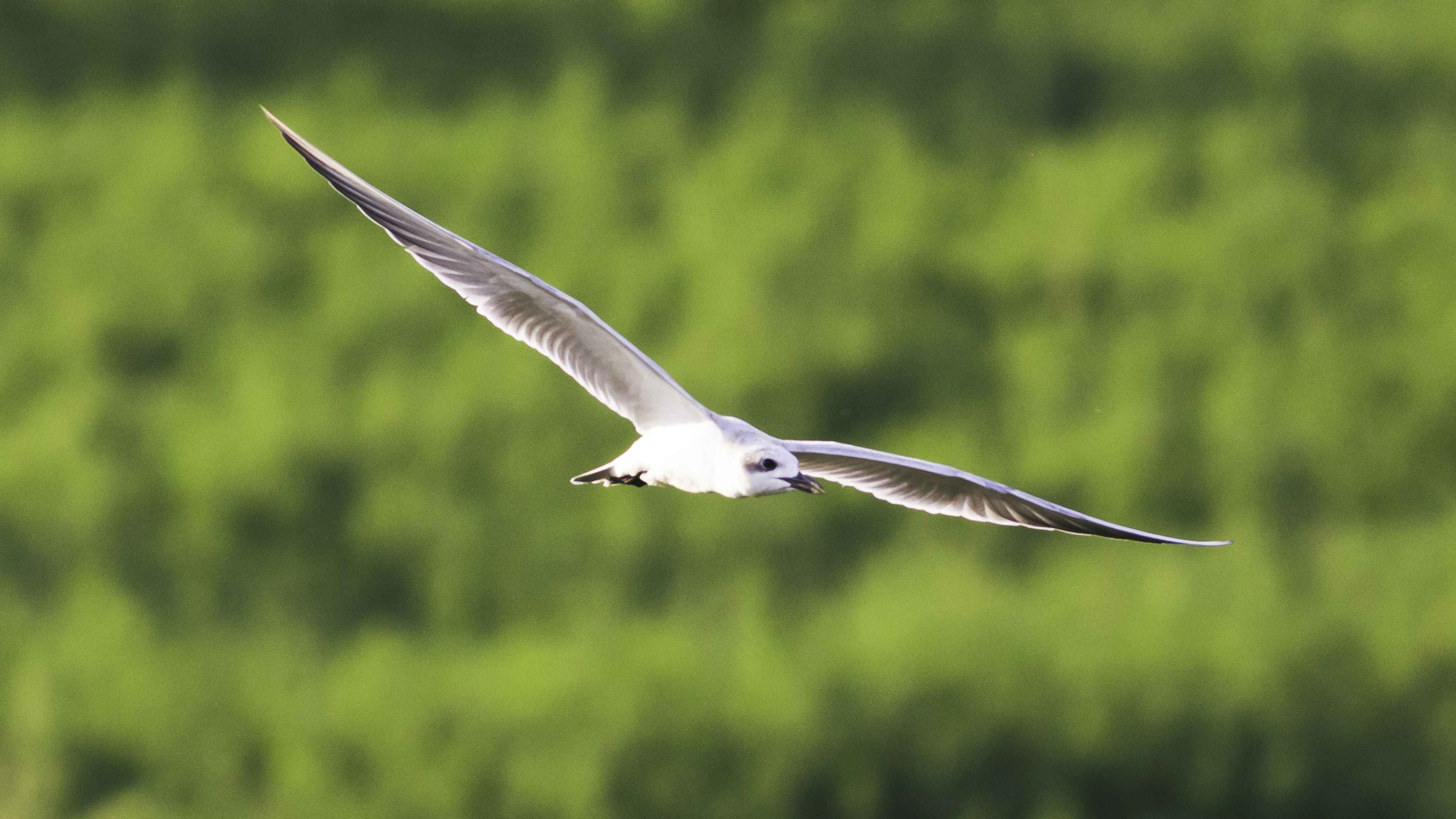 Gull-billed Tern