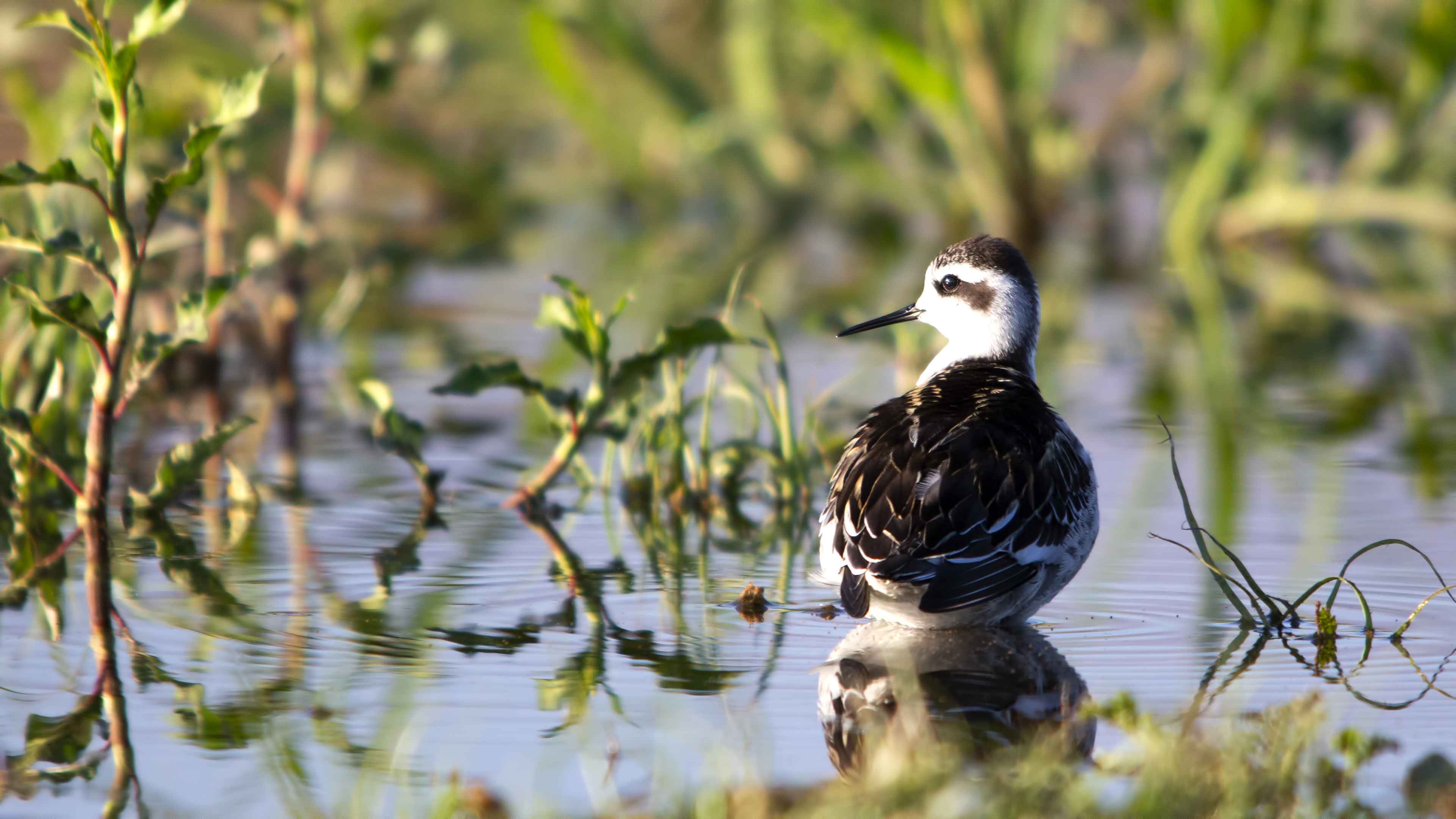 Red-necked Phalarope