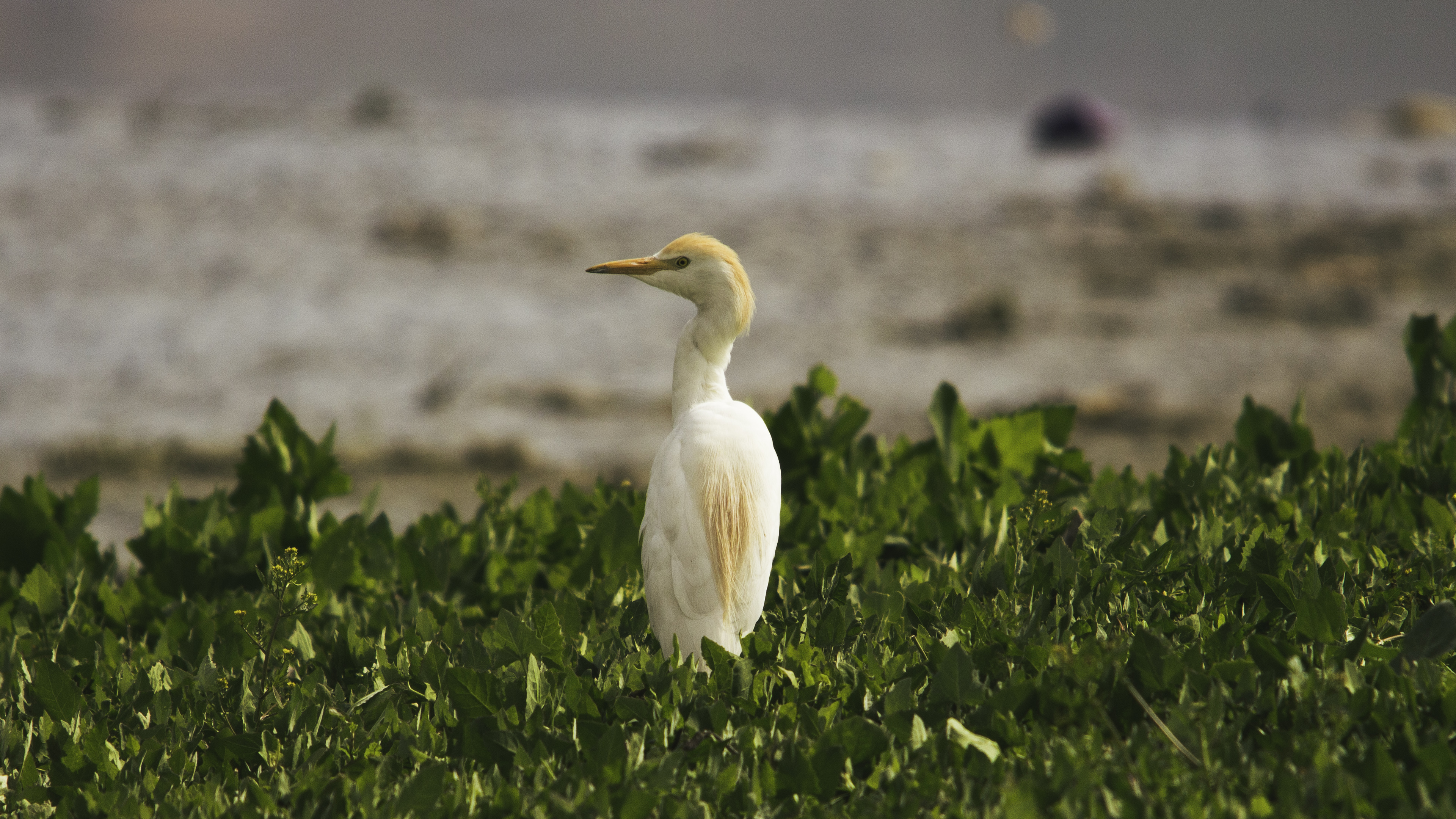 Cattle Egret