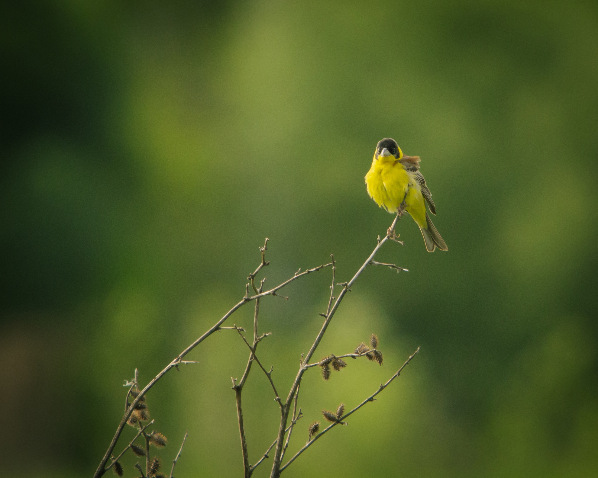 Black-headed Bunting