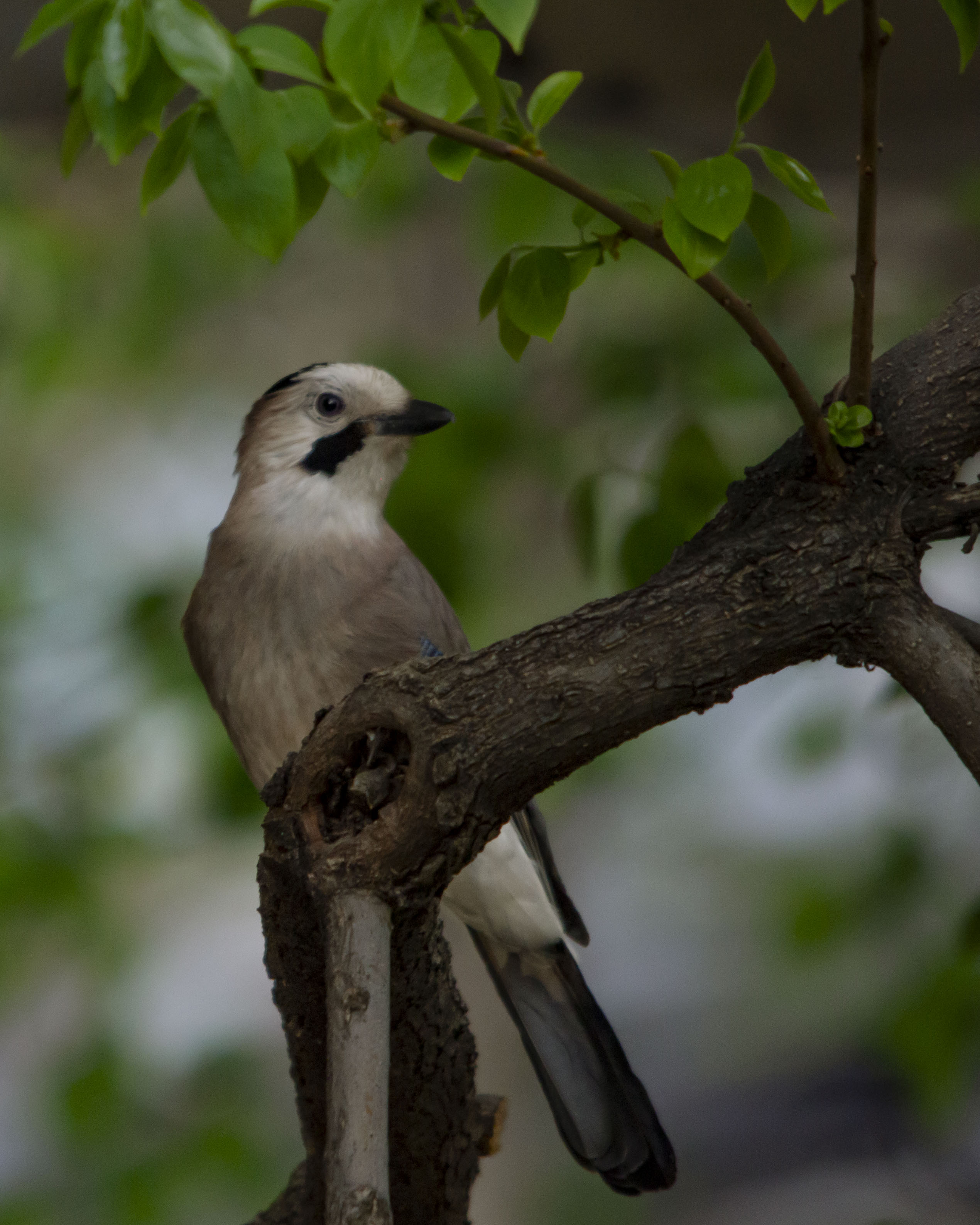 Eurasian Jay