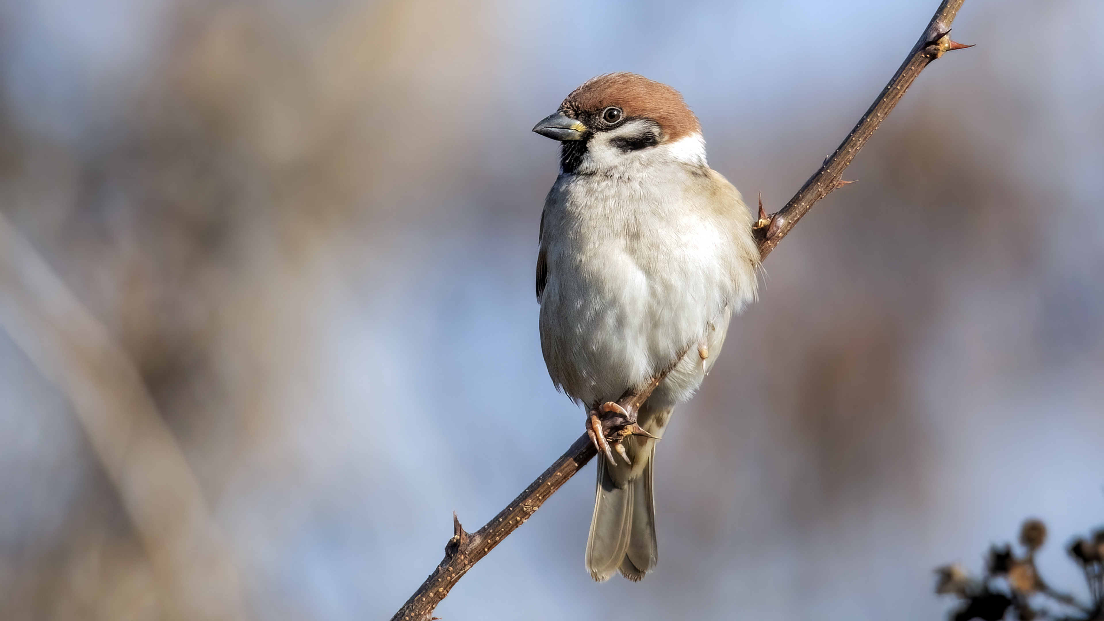 Eurasian Tree Sparrow