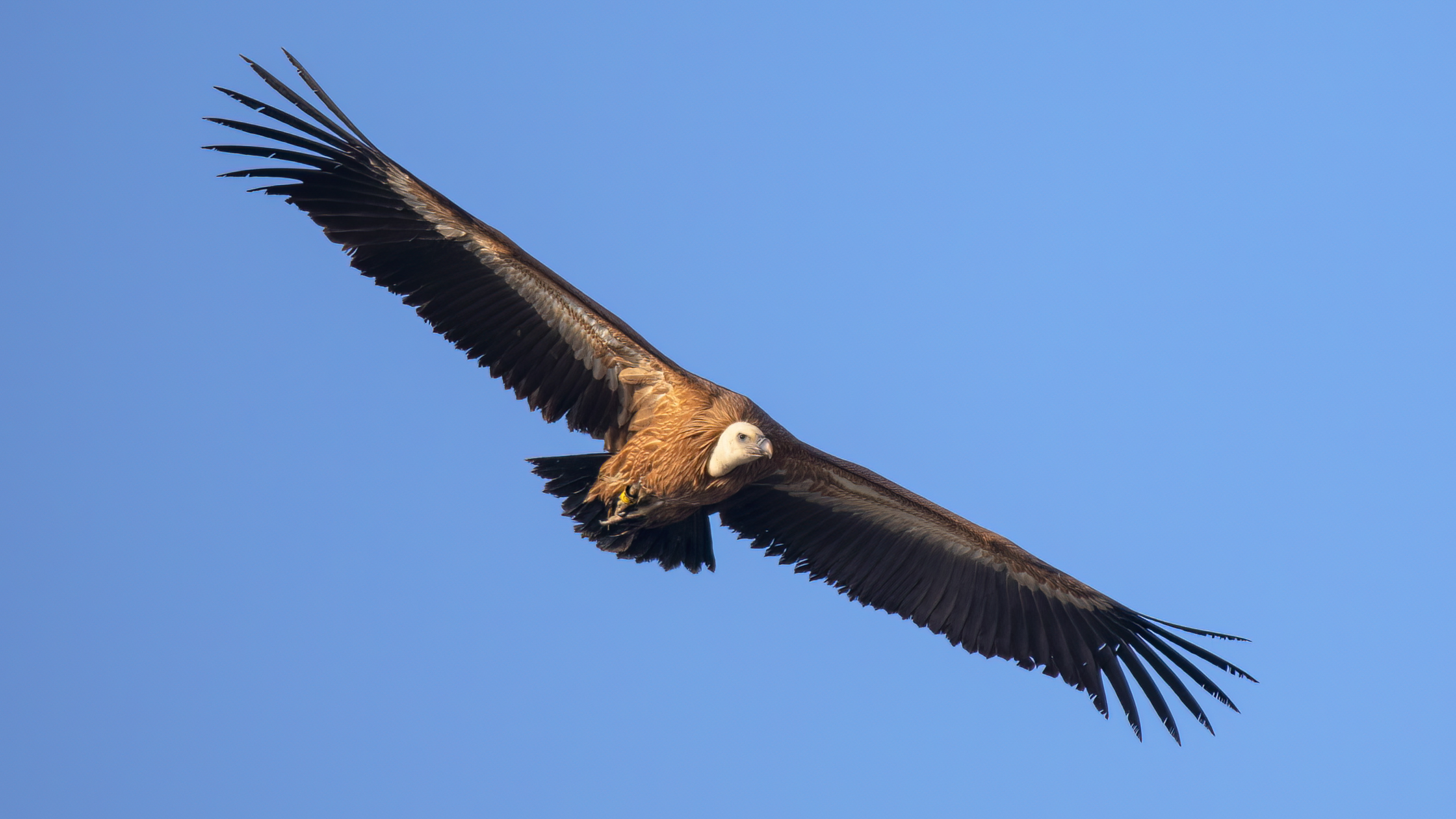 Eurasian Griffon
