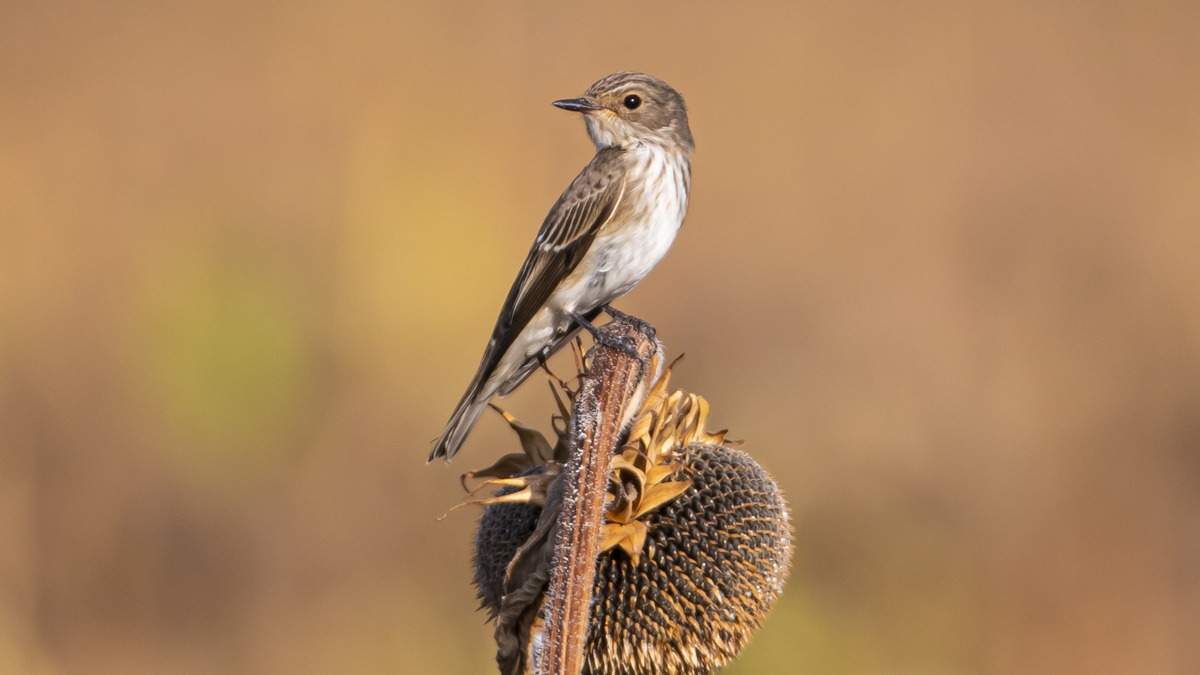 Spotted Flycatcher