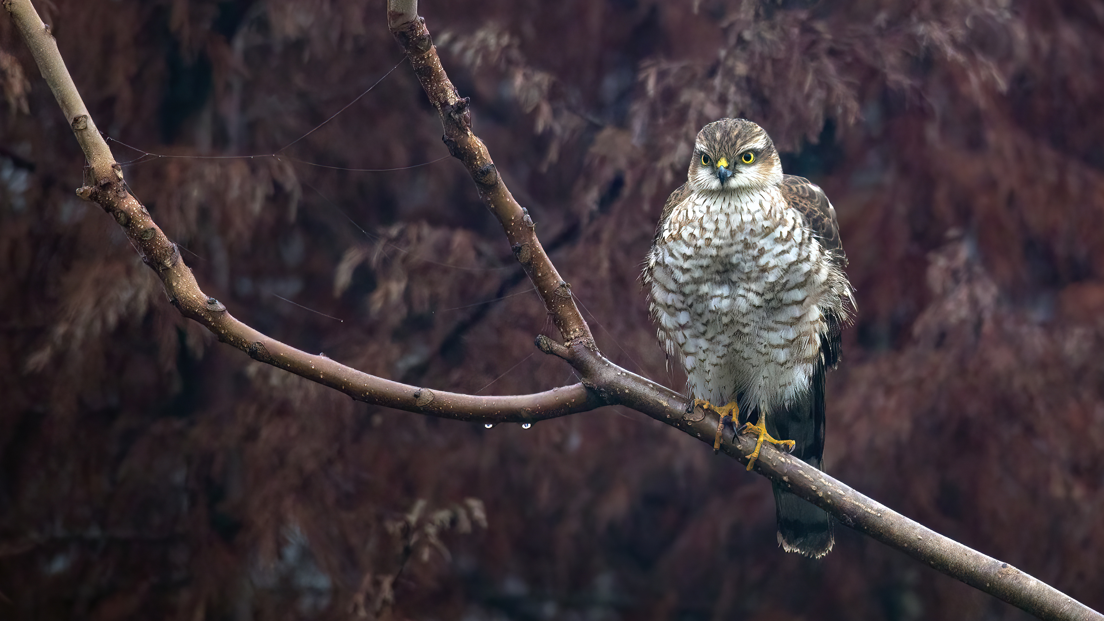 Eurasian Sparrowhawk