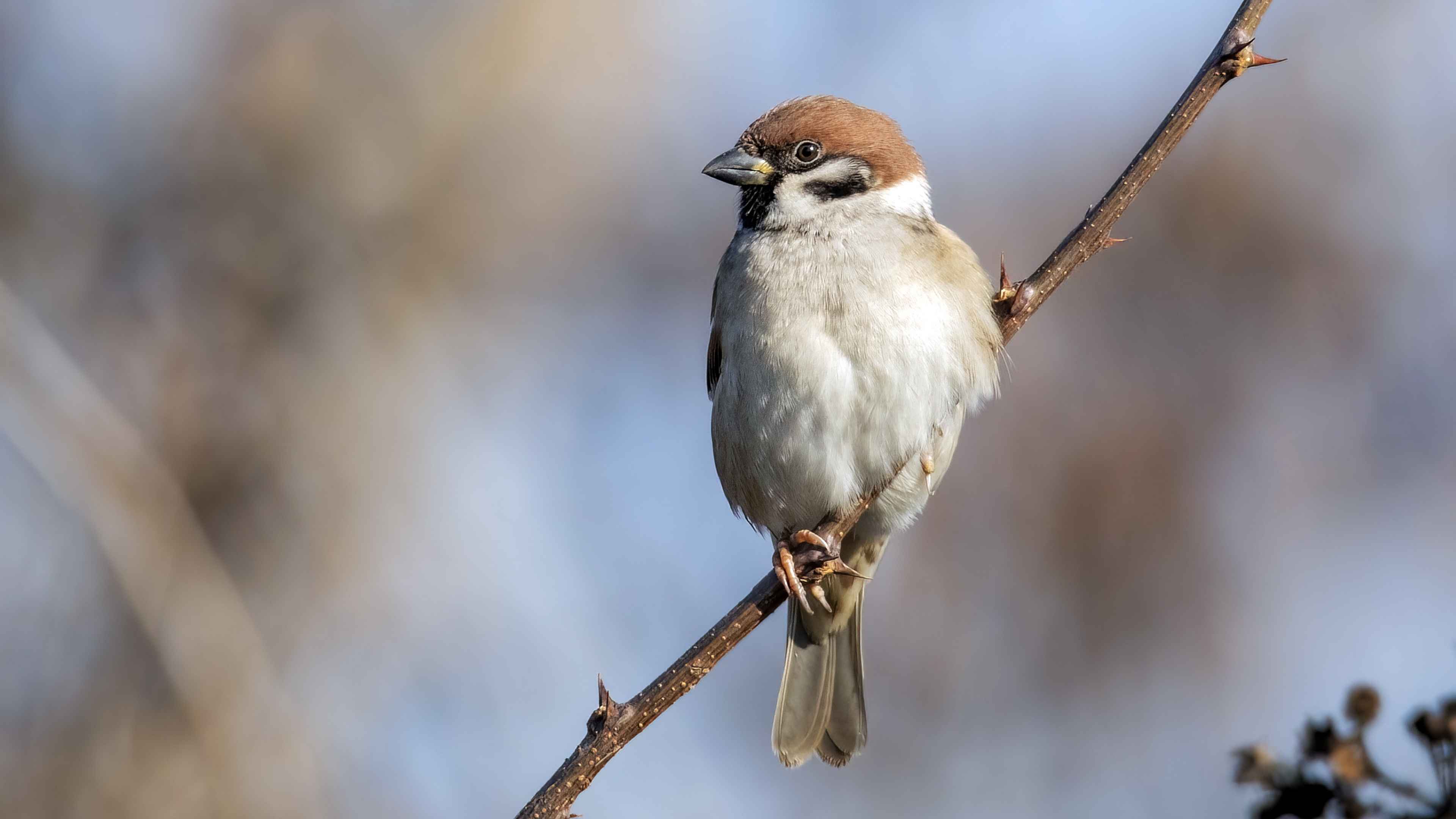Eurasian Tree Sparrow