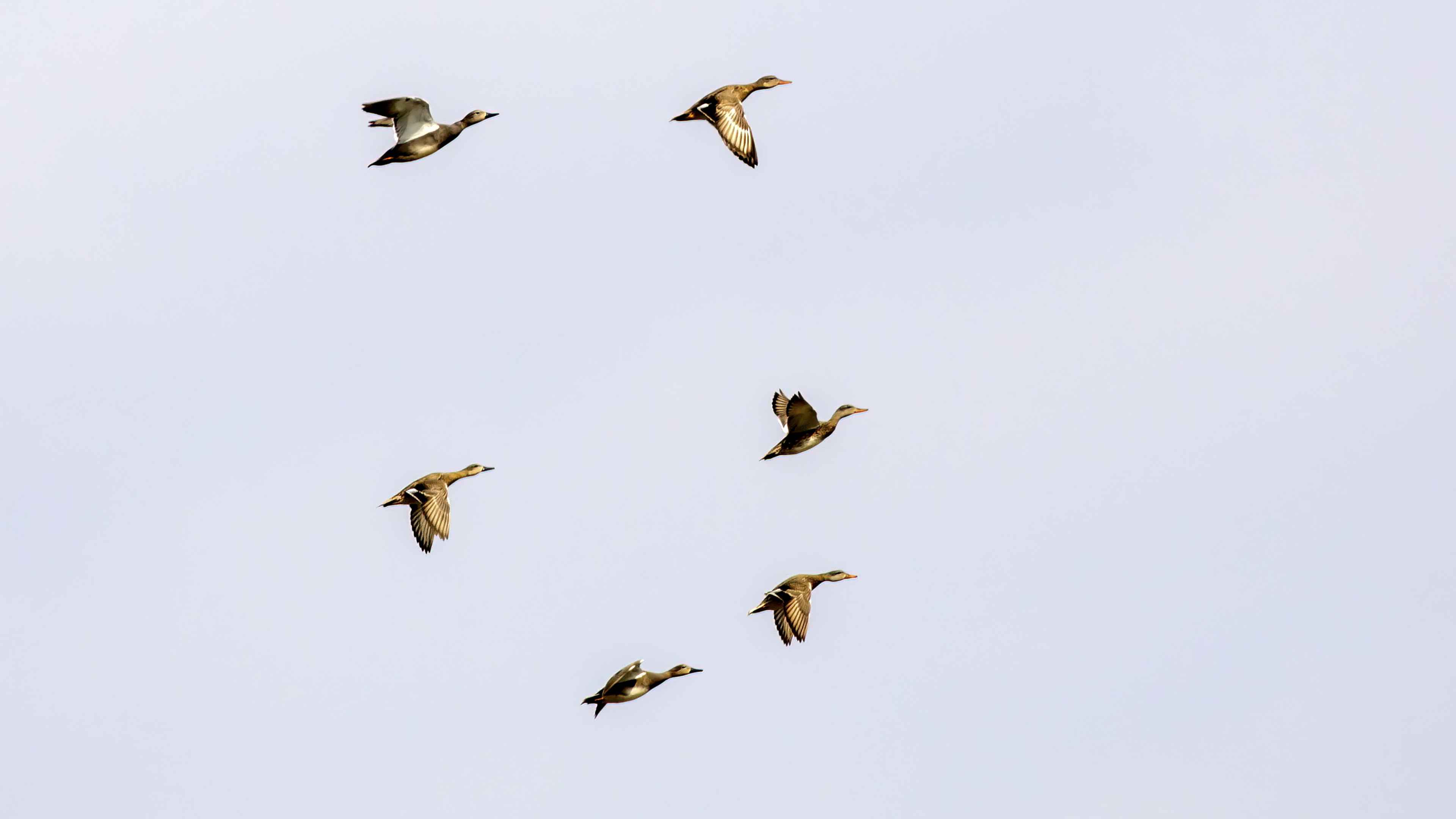 Gadwall