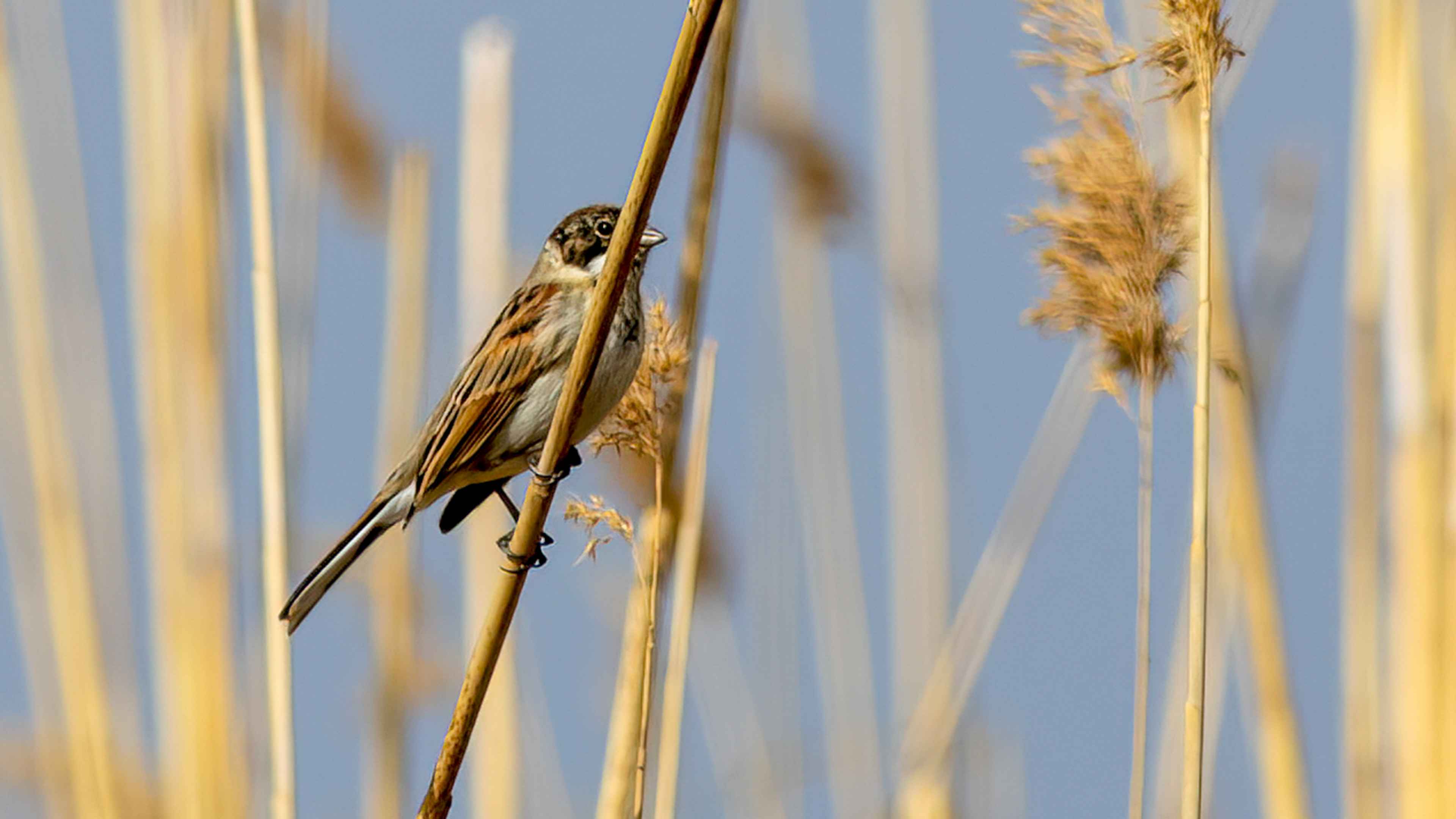 Reed Bunting