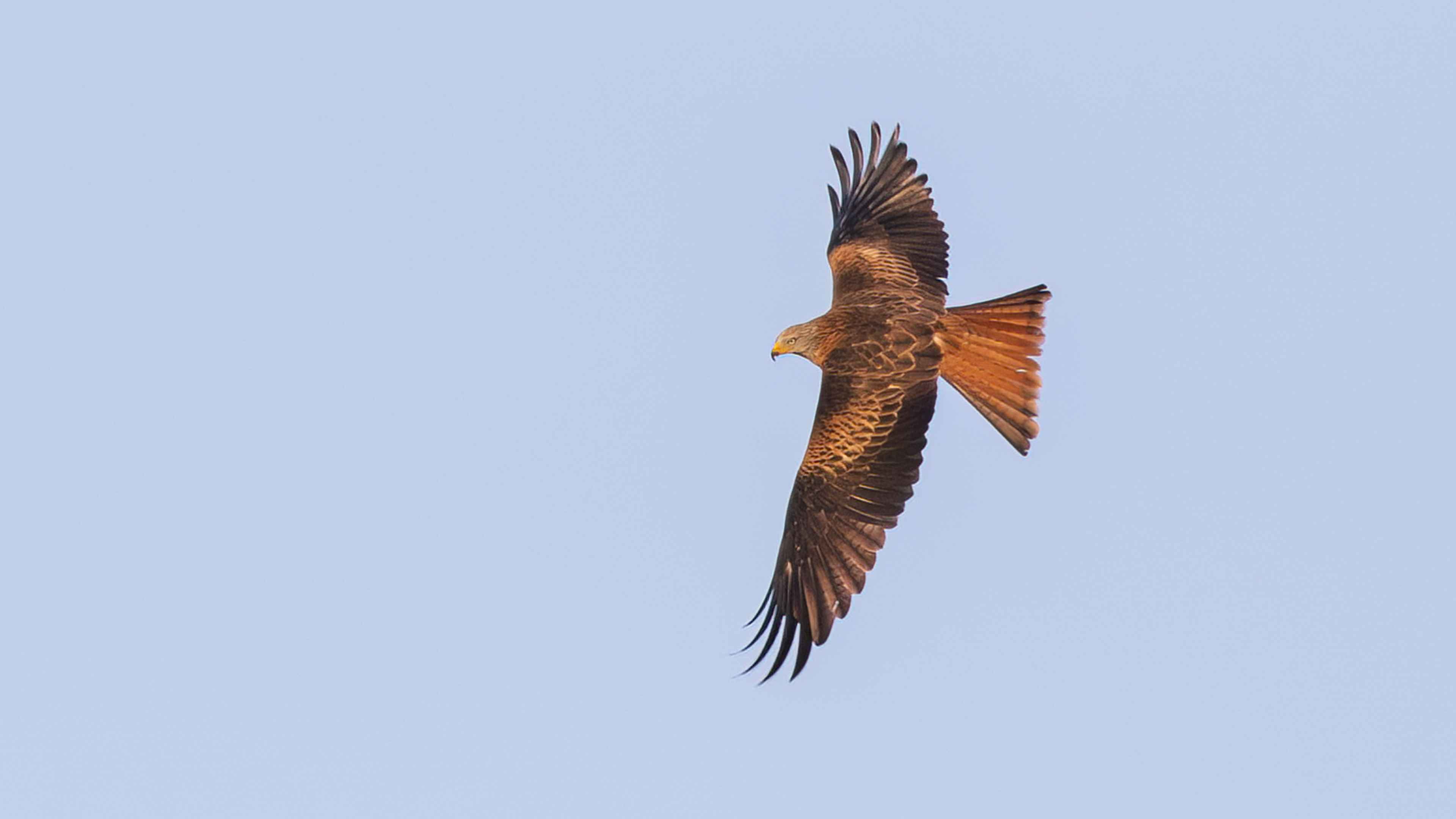Red Kite