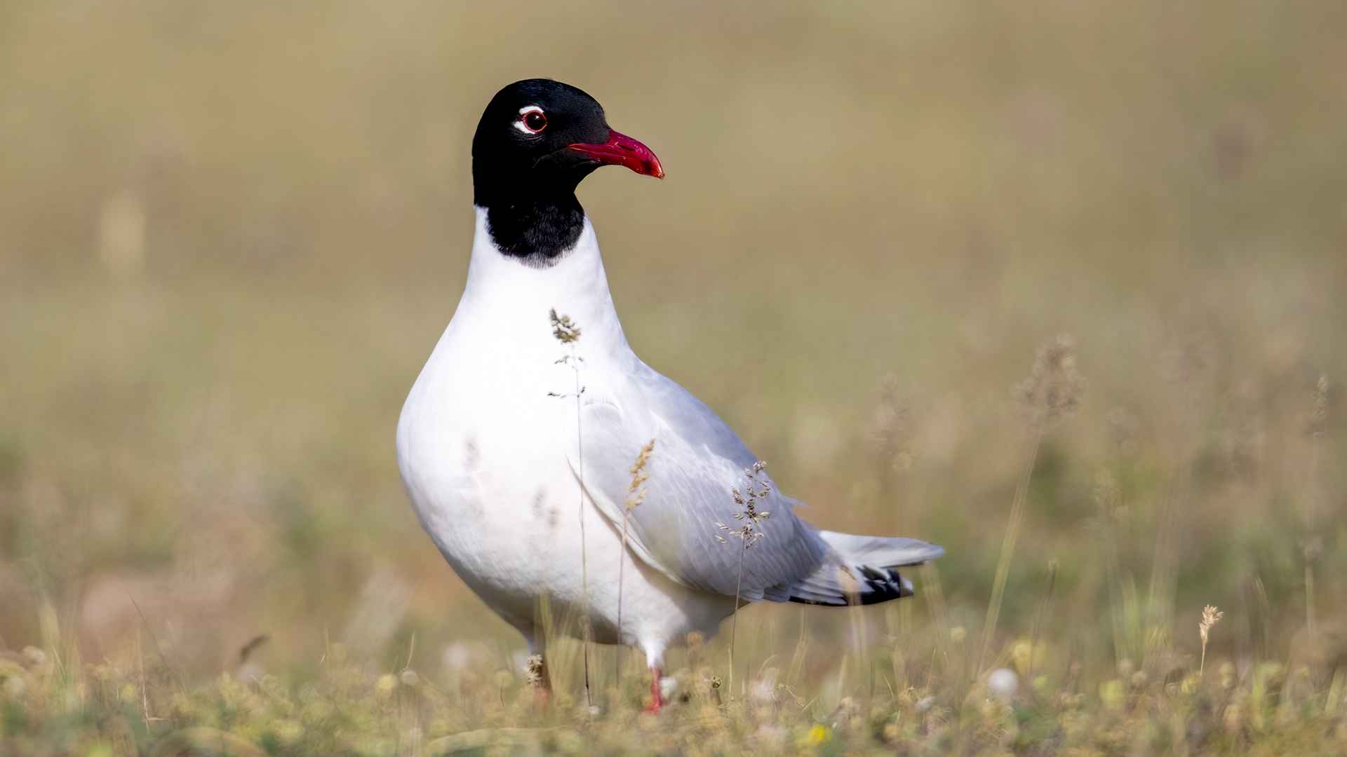 Mediterranean Gull