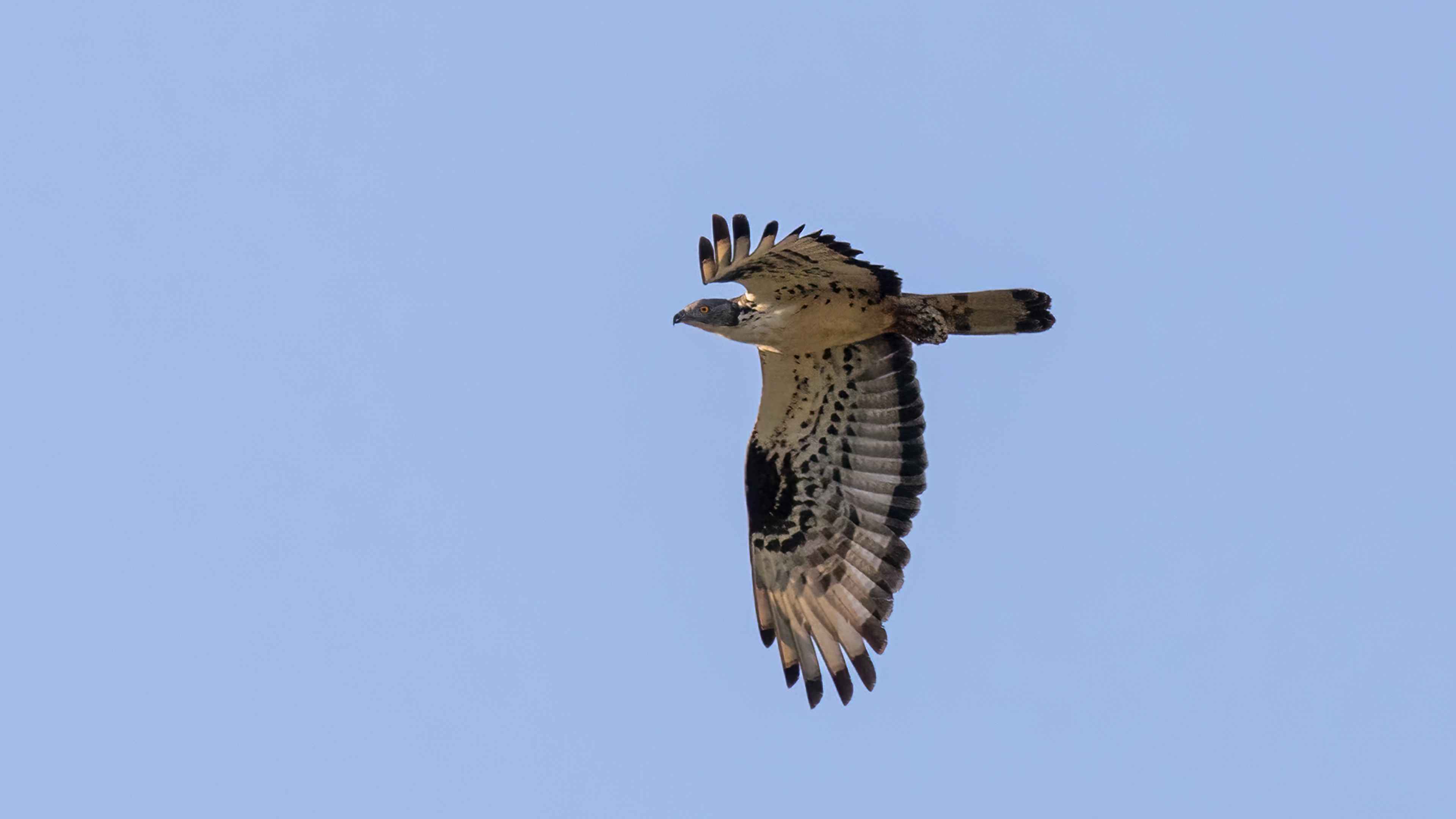 European Honey-buzzard