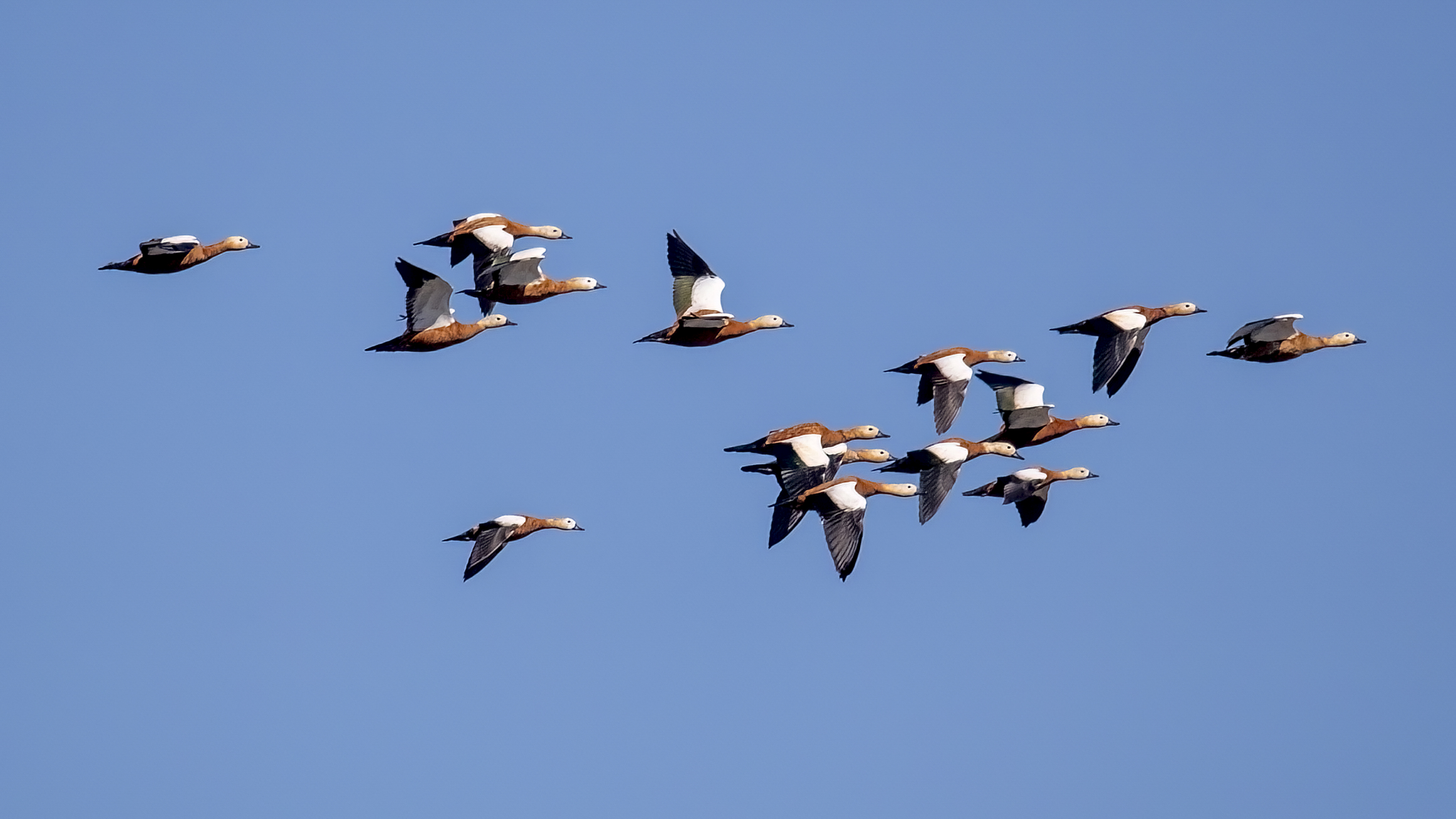 Ruddy Shelduck