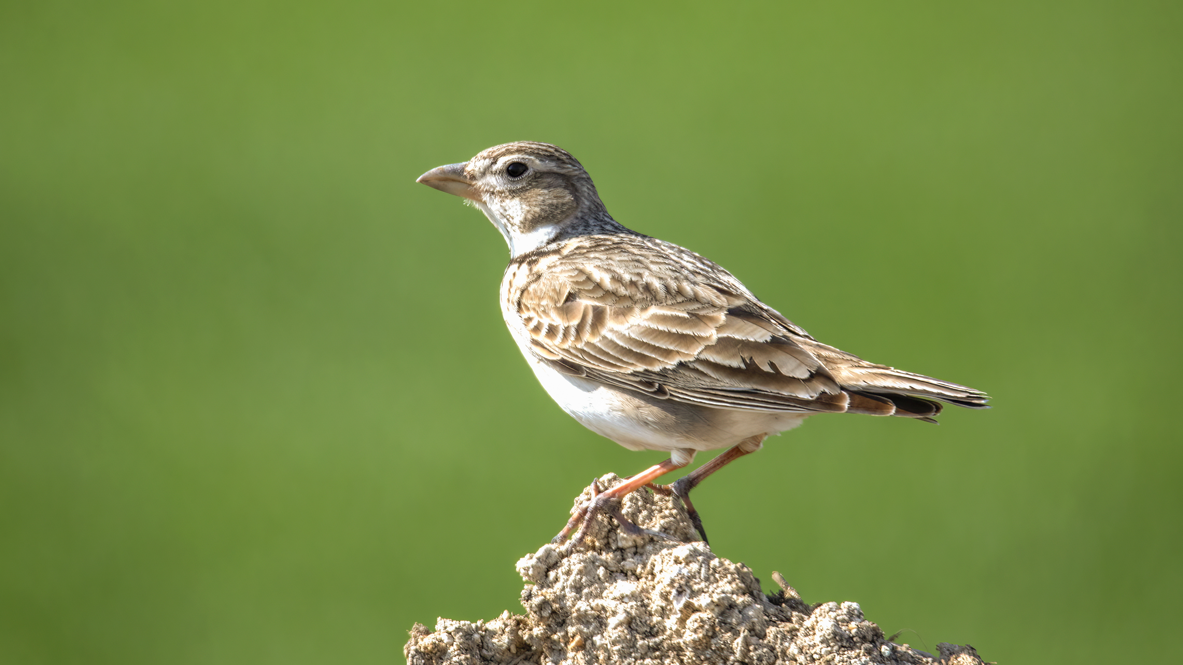 Calandra Lark