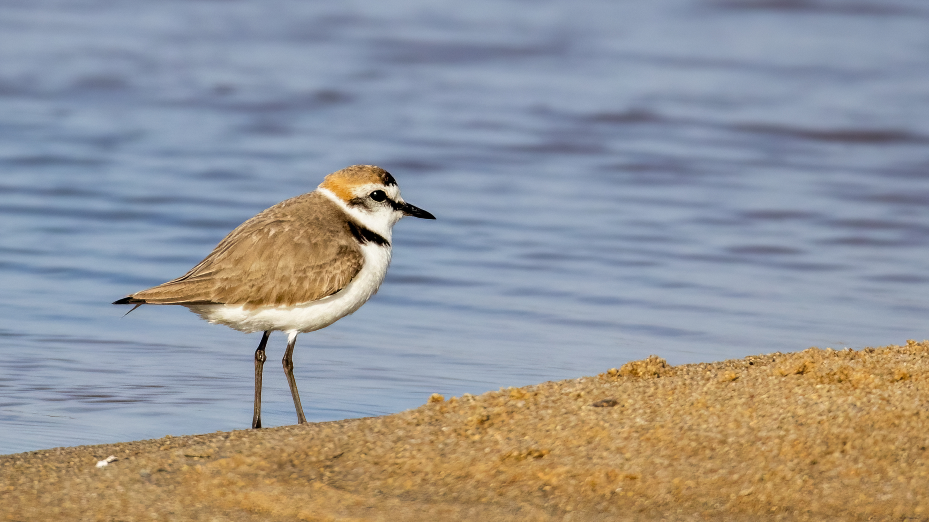 Kentish Plover