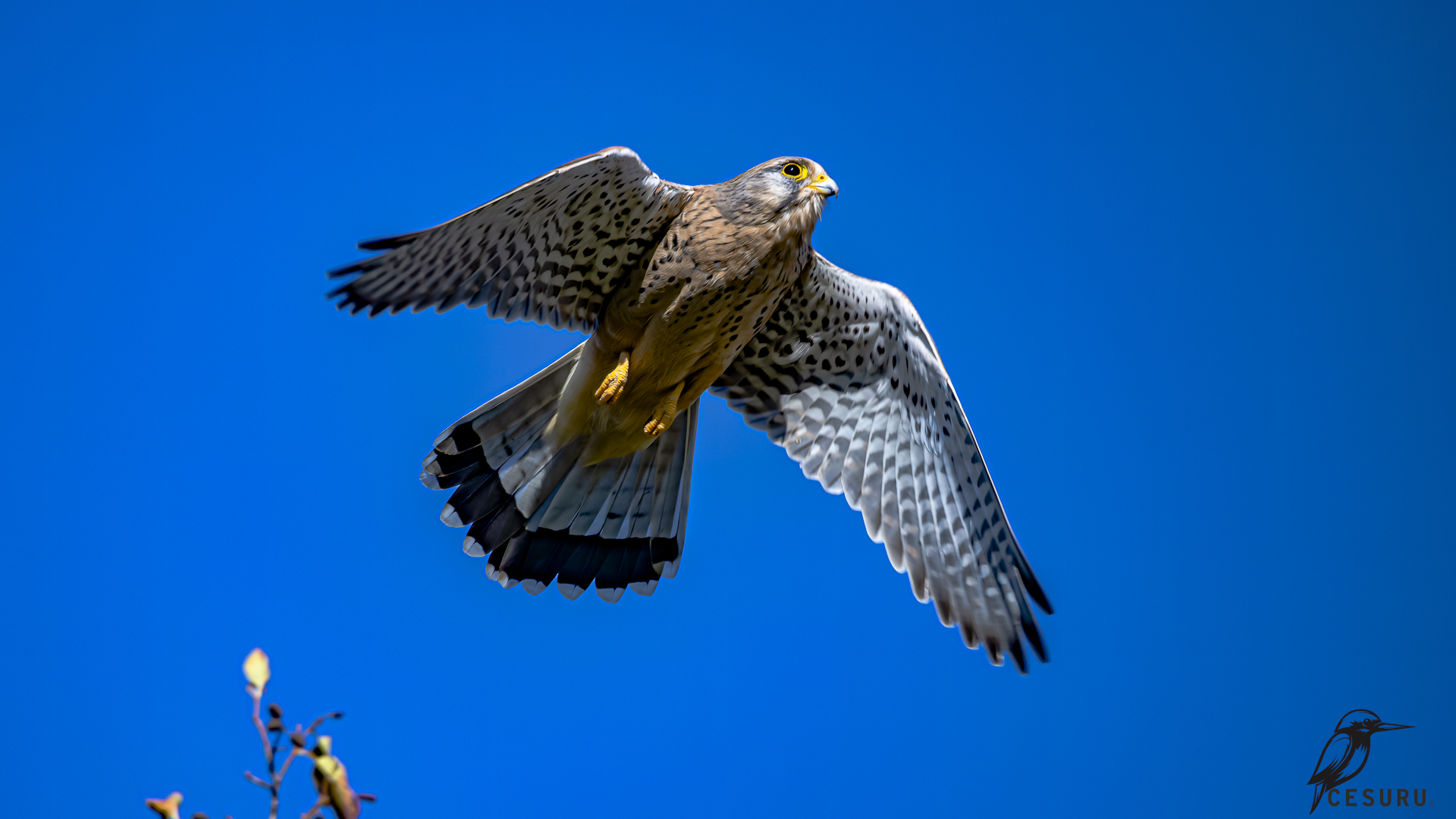Eurasian Kestrel