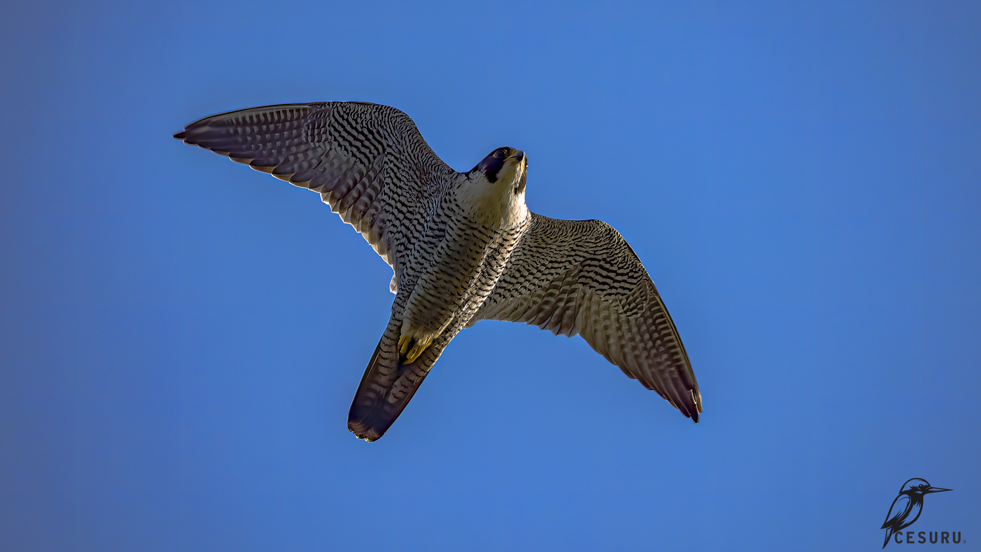 Peregrine Falcon