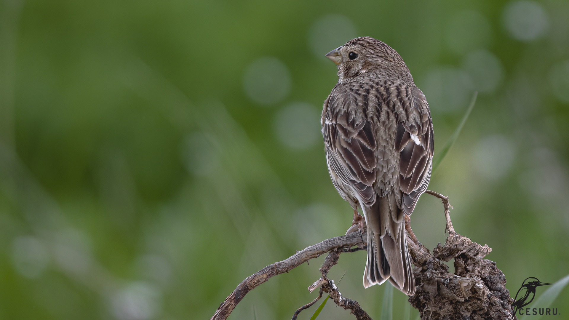 Corn Bunting