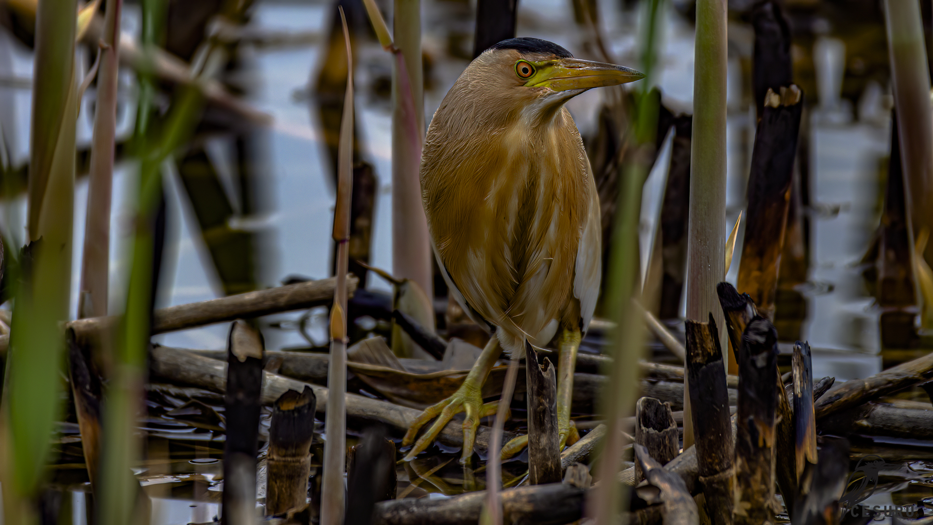 Great Bittern