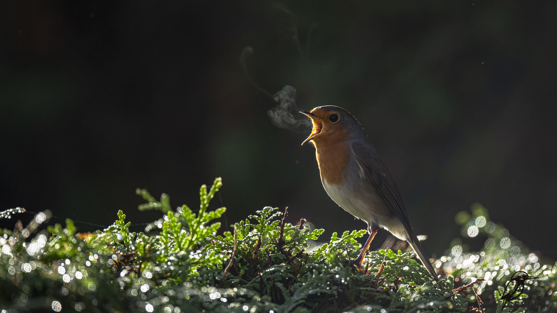 European Robin