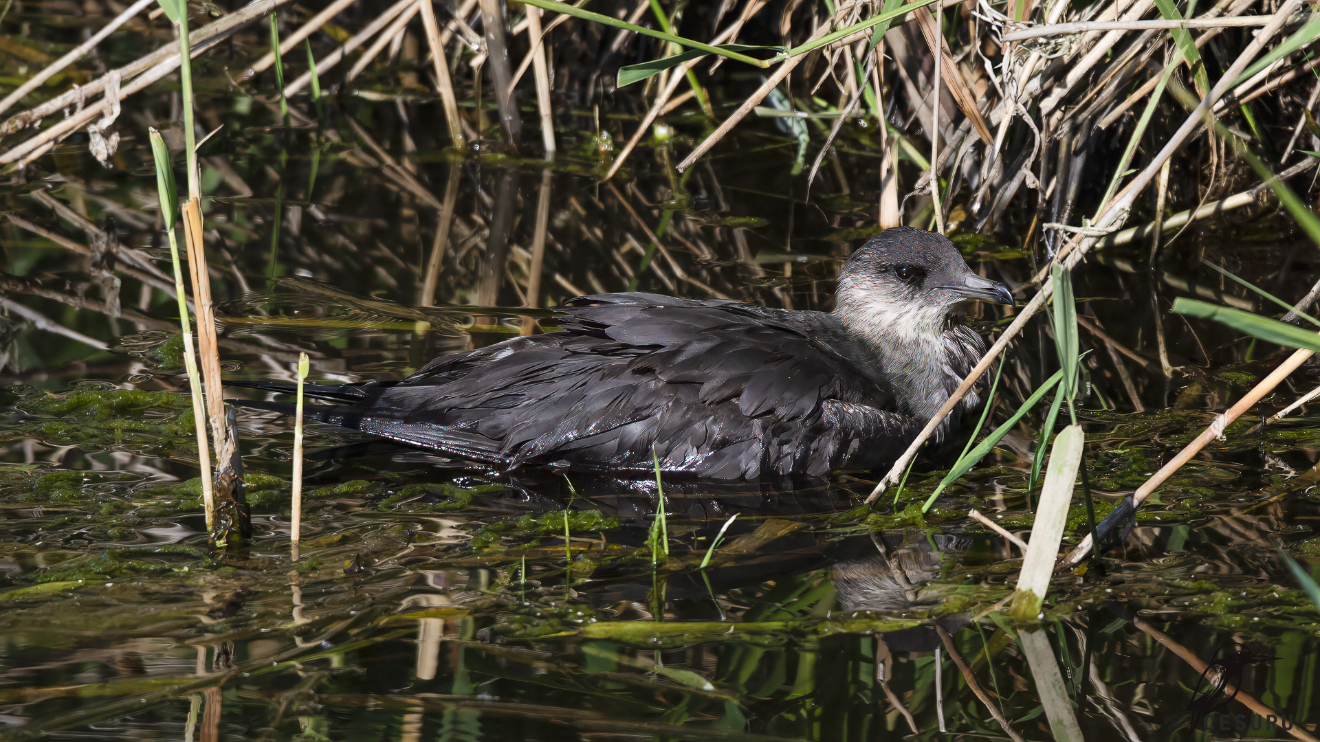 Parasitic Jaeger
