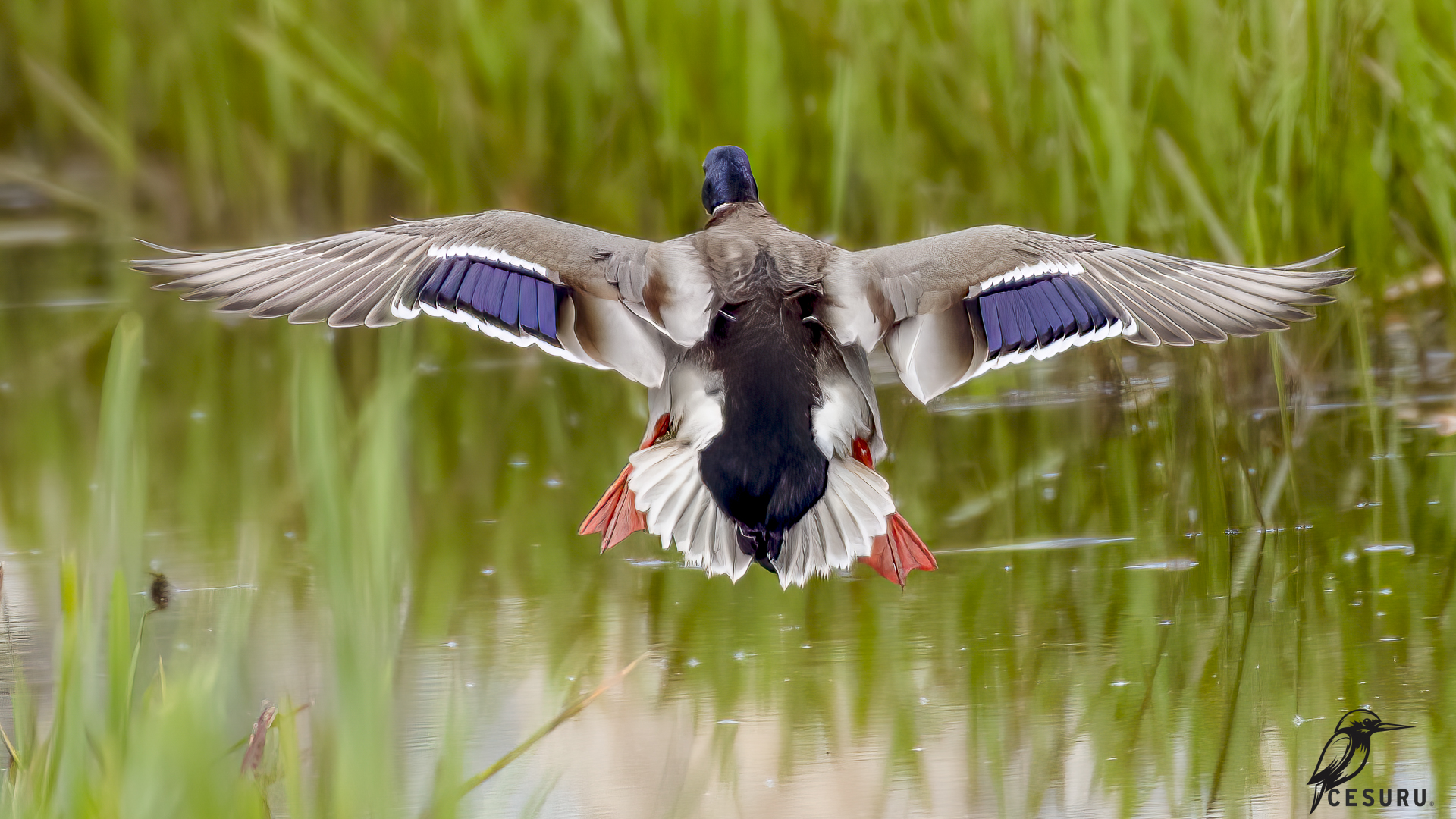 Mallard