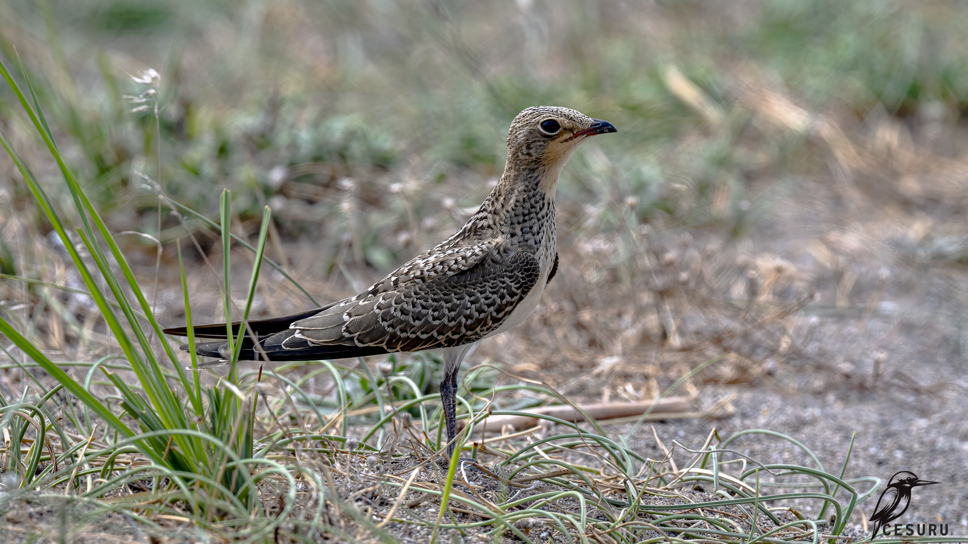Collared Pratincole