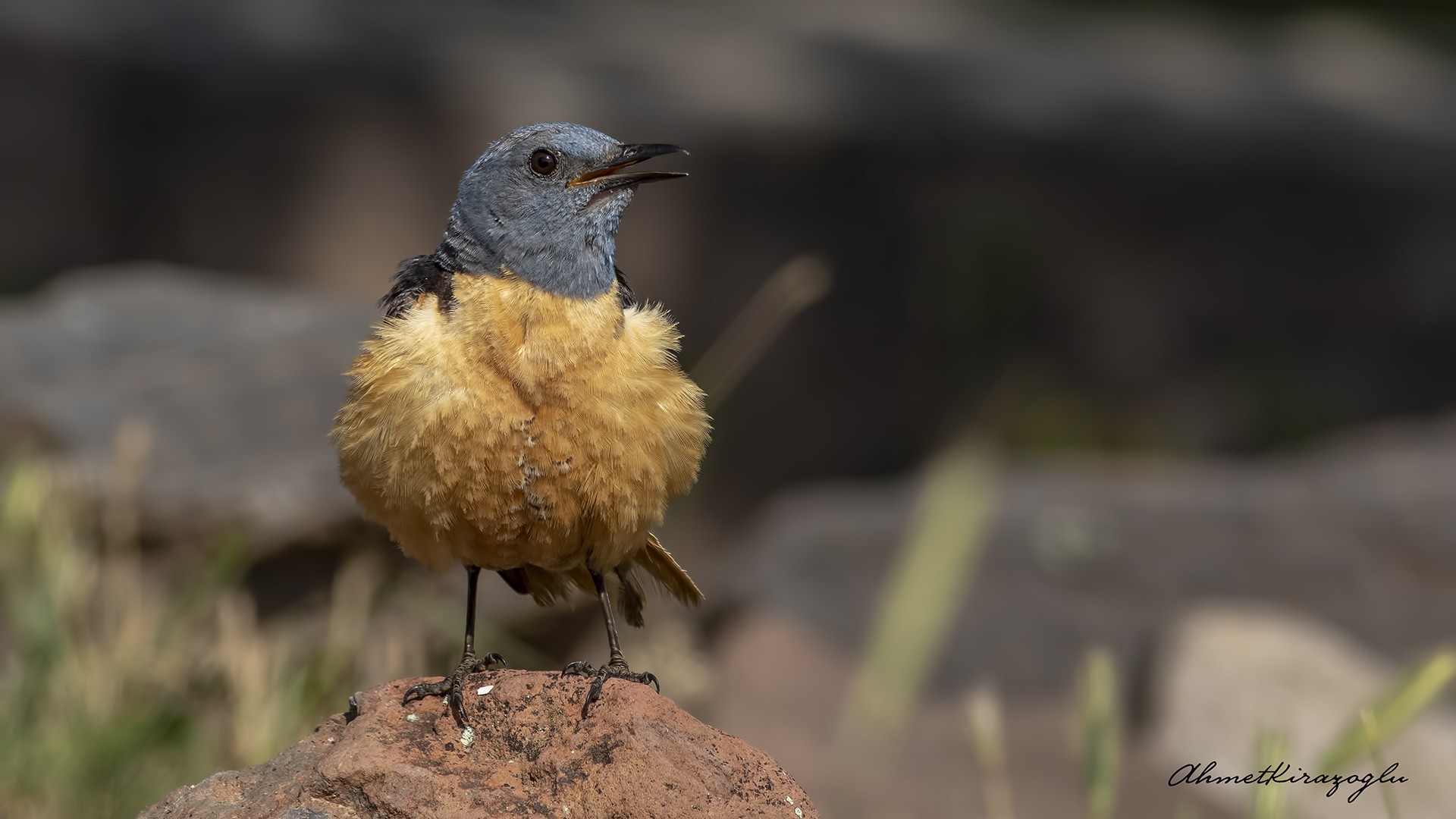 Rufous-tailed Rock-Thrush