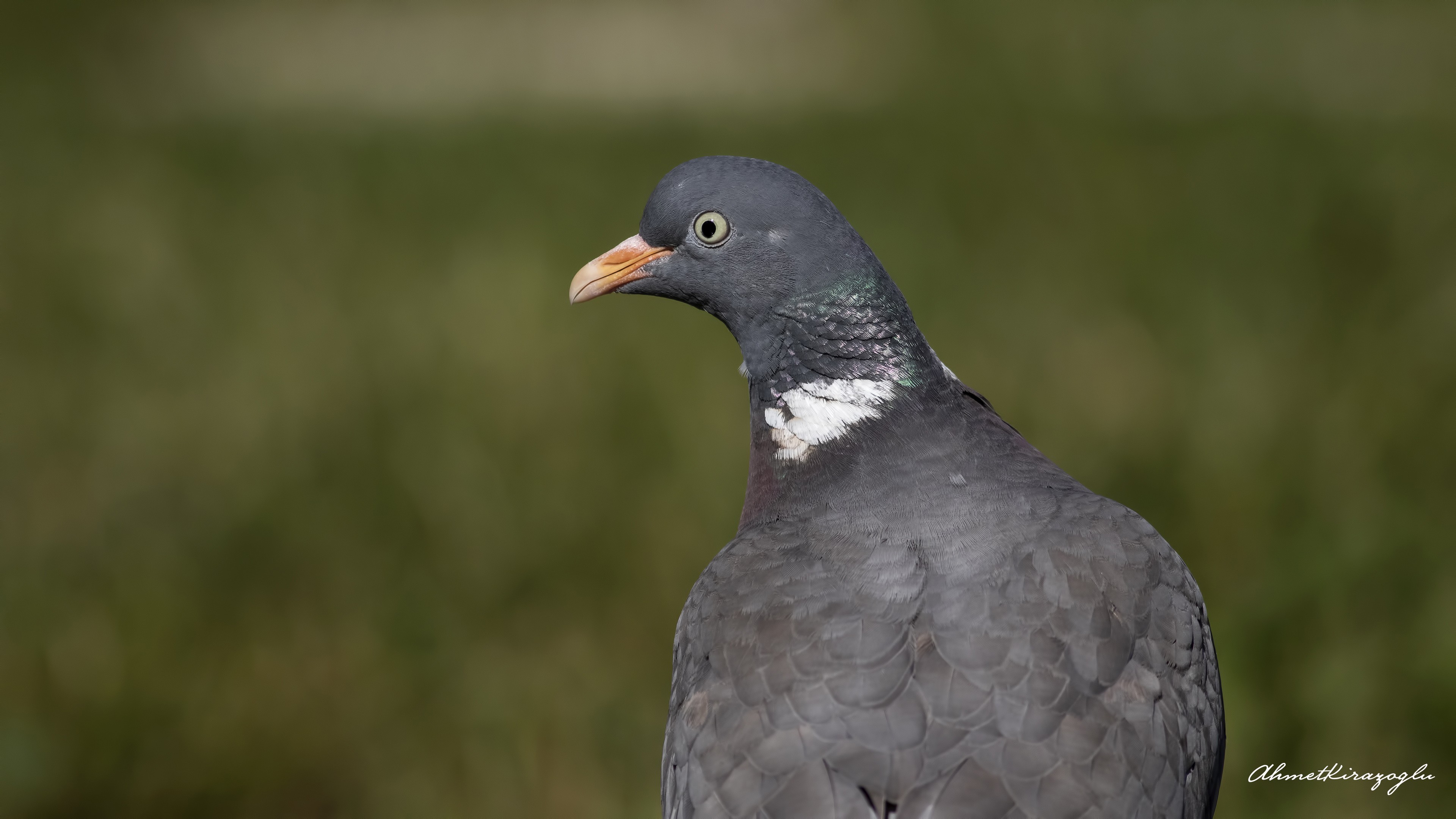 Common Wood-Pigeon